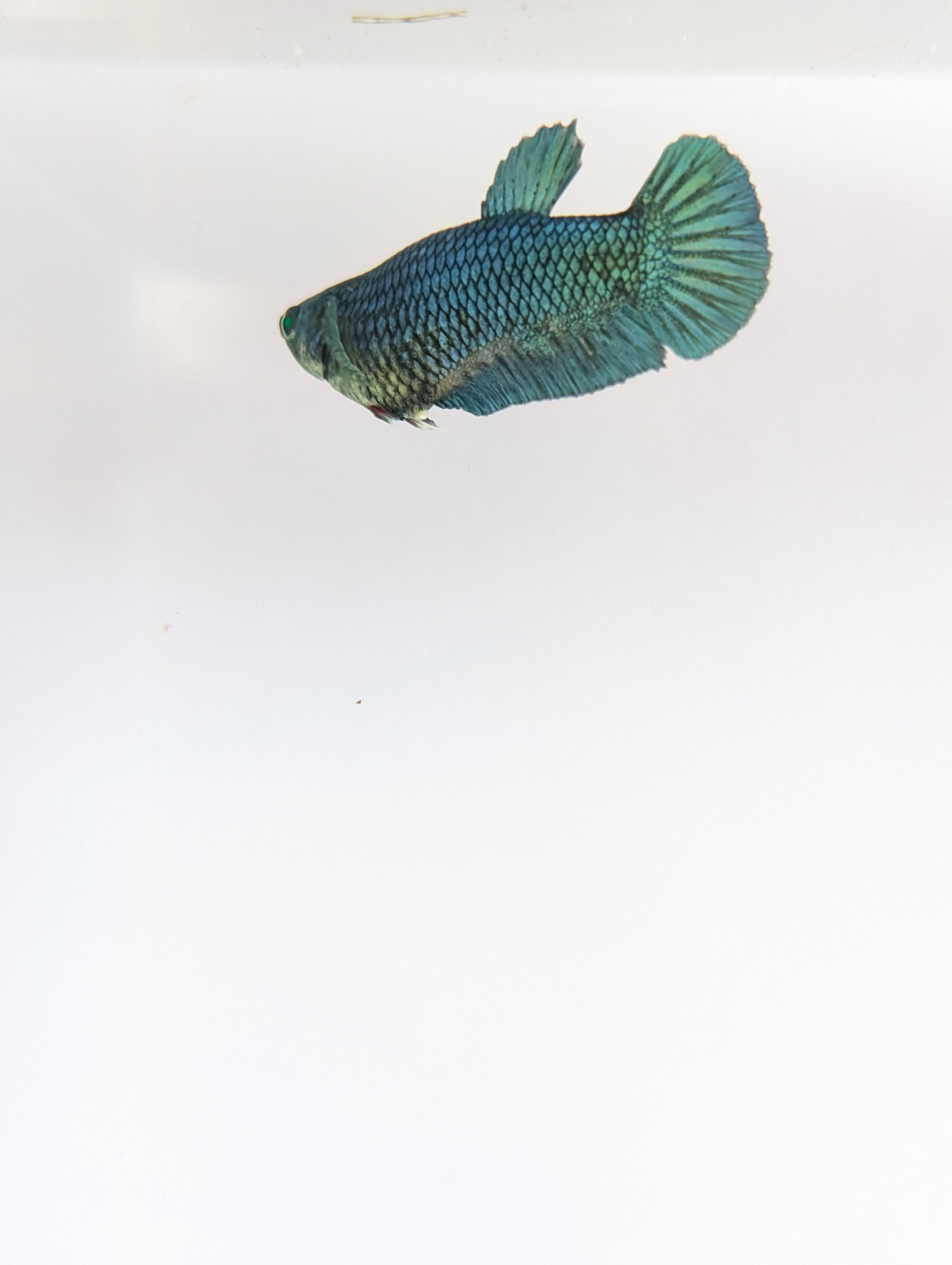 Plakat Green/ Blue / Red Green Eyed Hulk Betta Female F0006