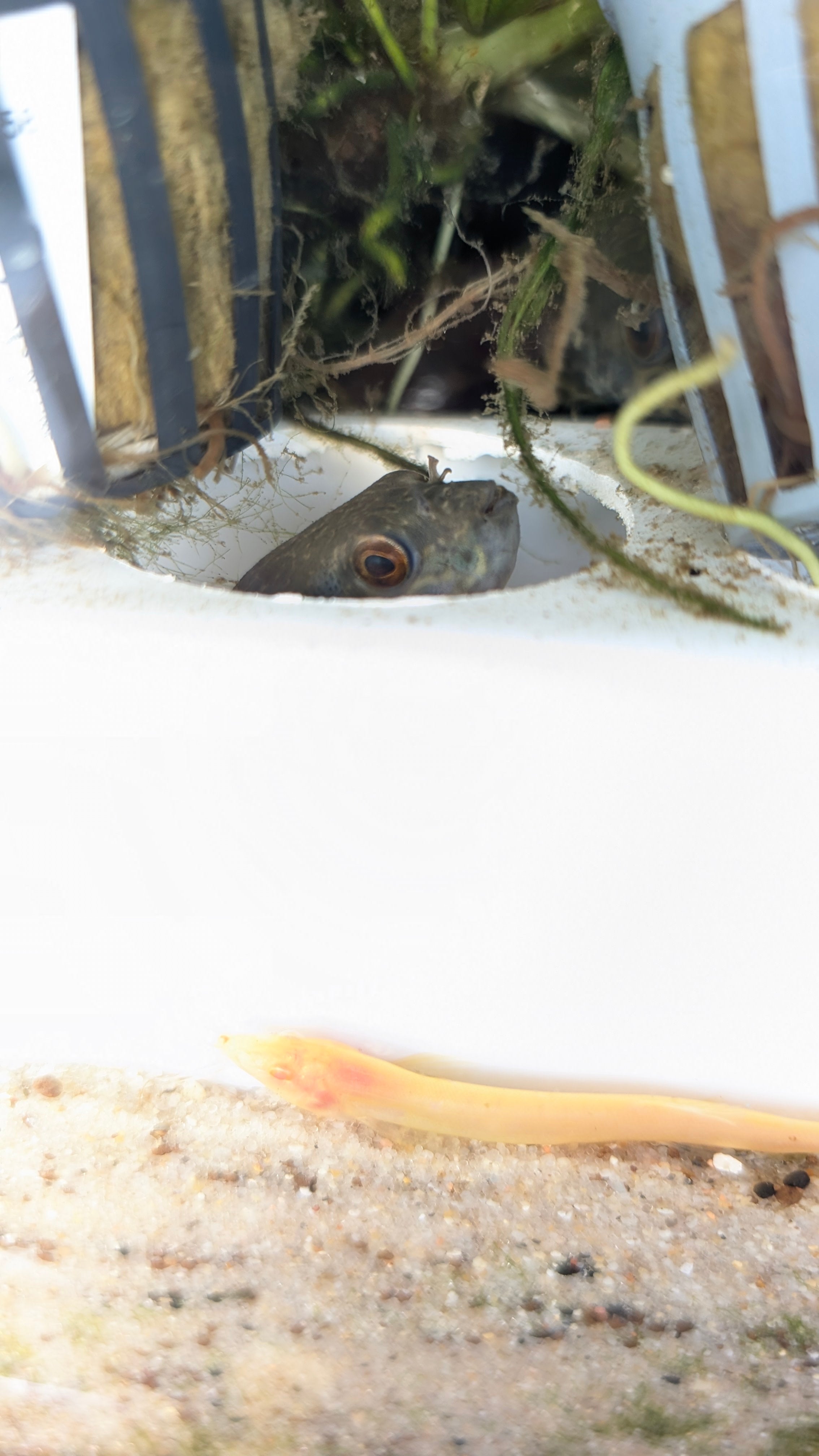Spotted Congo Puffer (Tetraodon Schoutedeni)