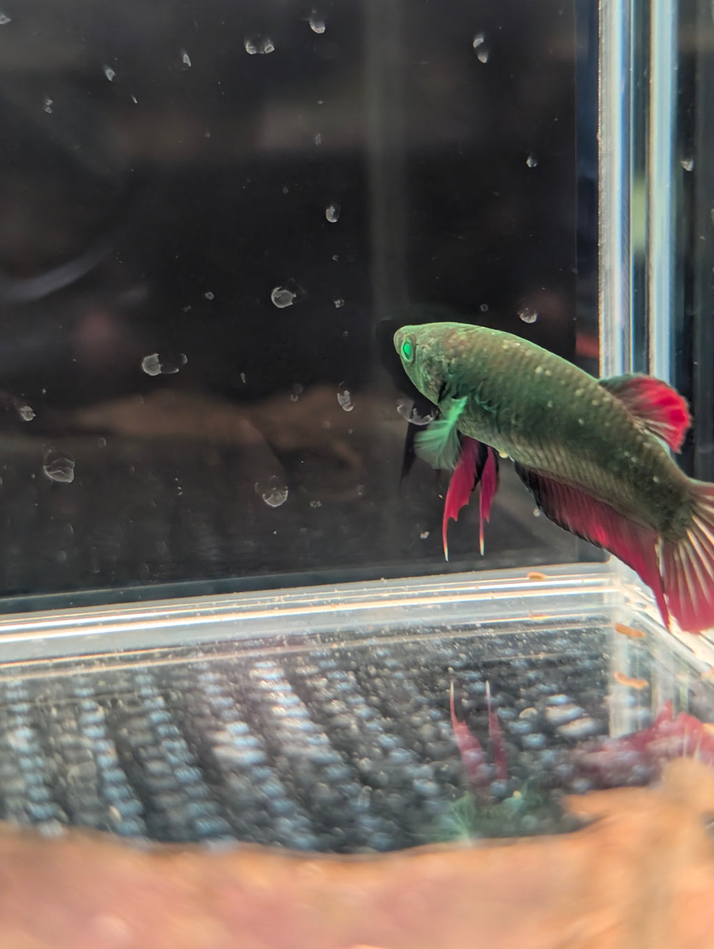 Plakat Avatar Red and Green Hulk Betta Female F0001