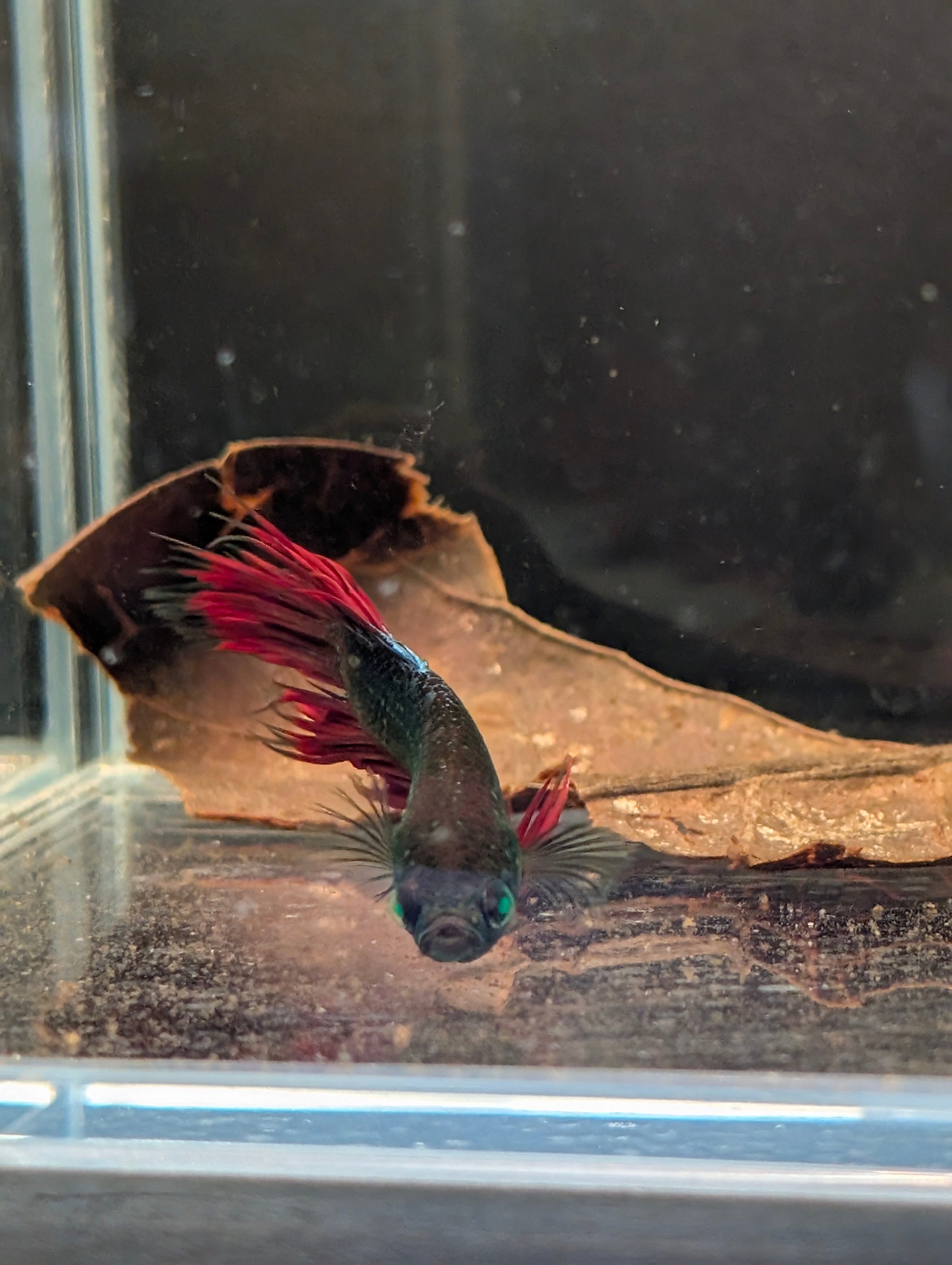 Crown Tail Red/Blue/Green Green Eyed Hulk Betta Male M0012