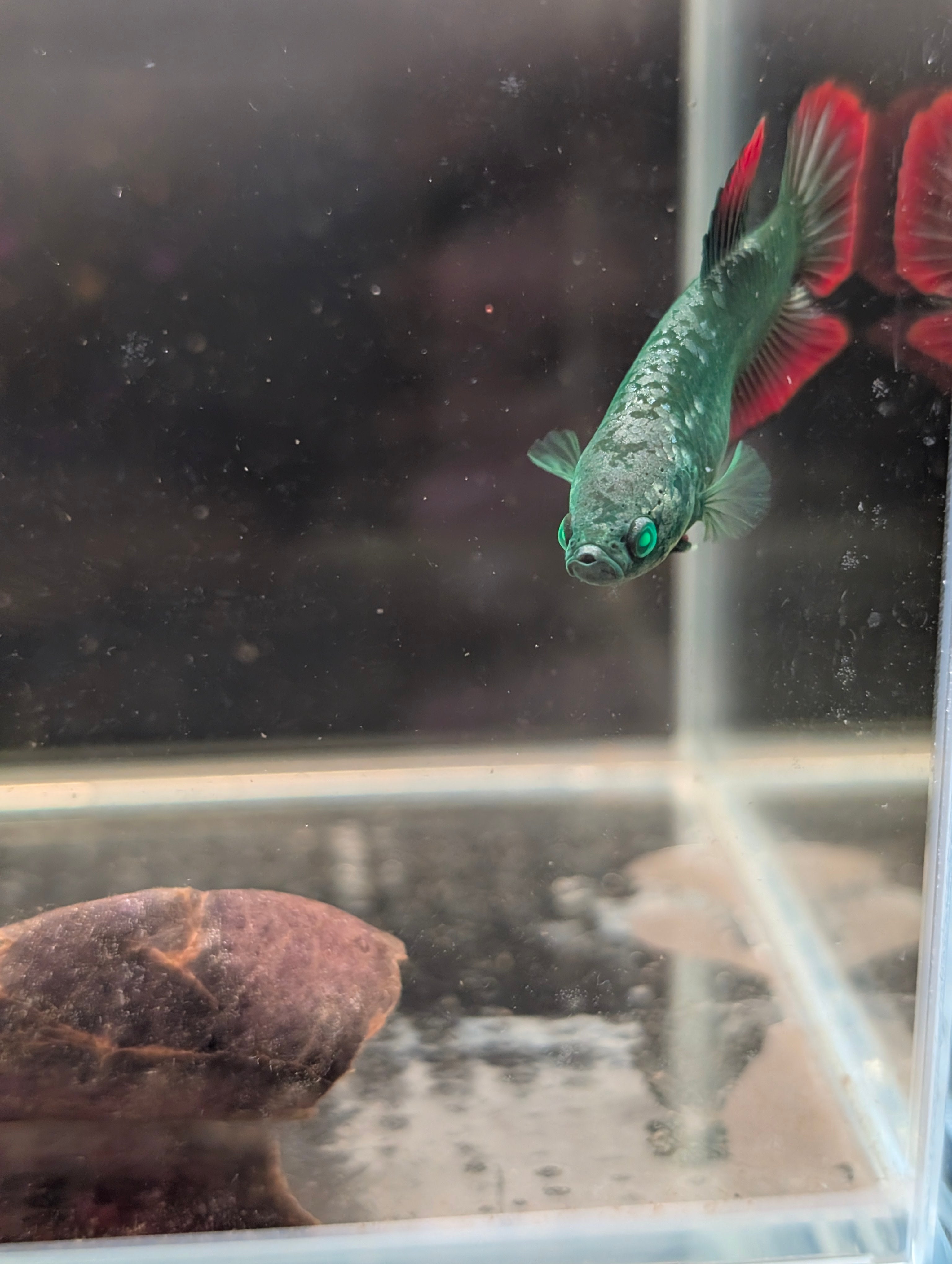 Plakat Green / Red Green Eyed Hulk Betta Female F0003