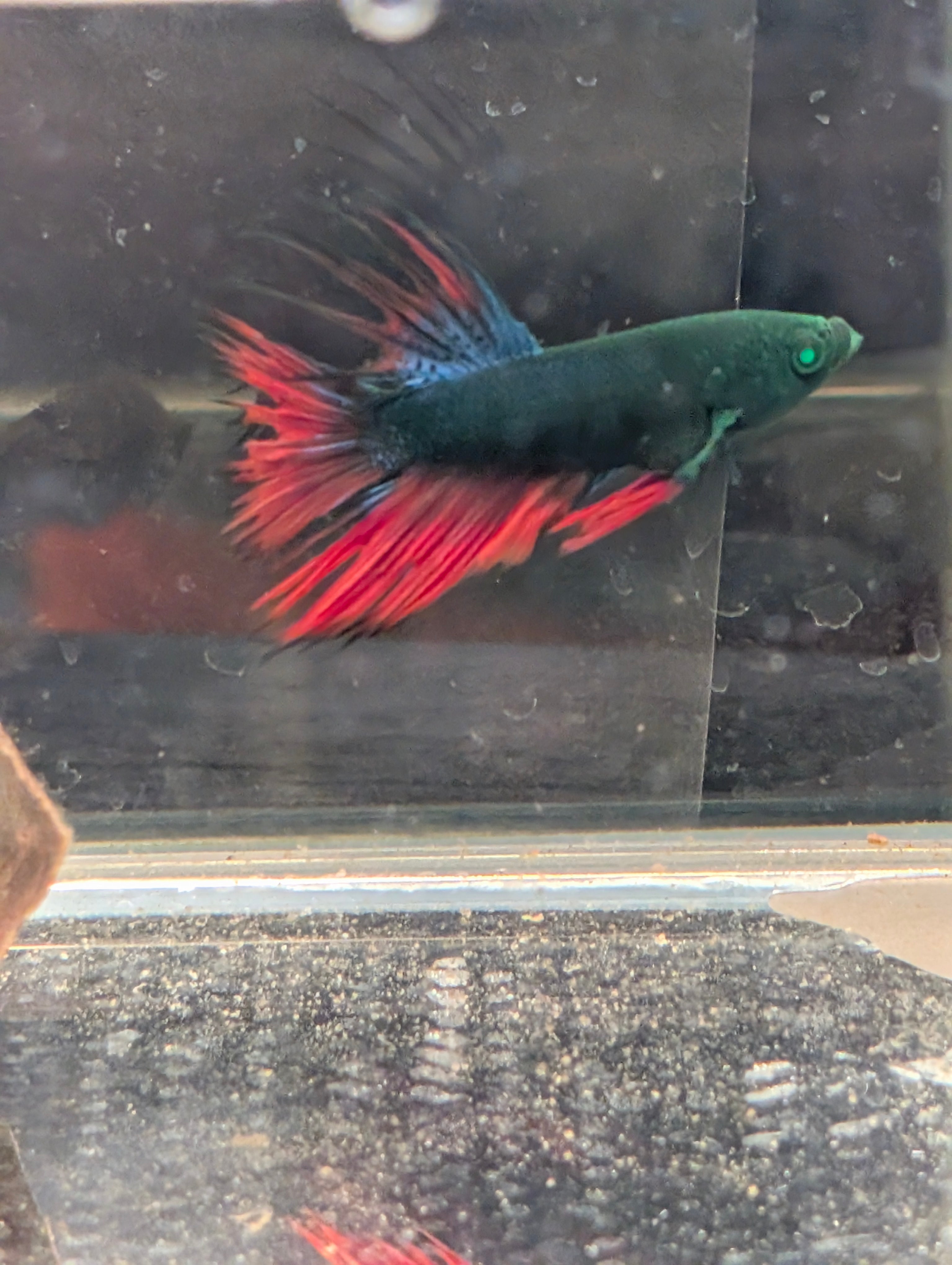 Crown Tail Red/Blue/Green Green Eyed Hulk Betta Male M0014