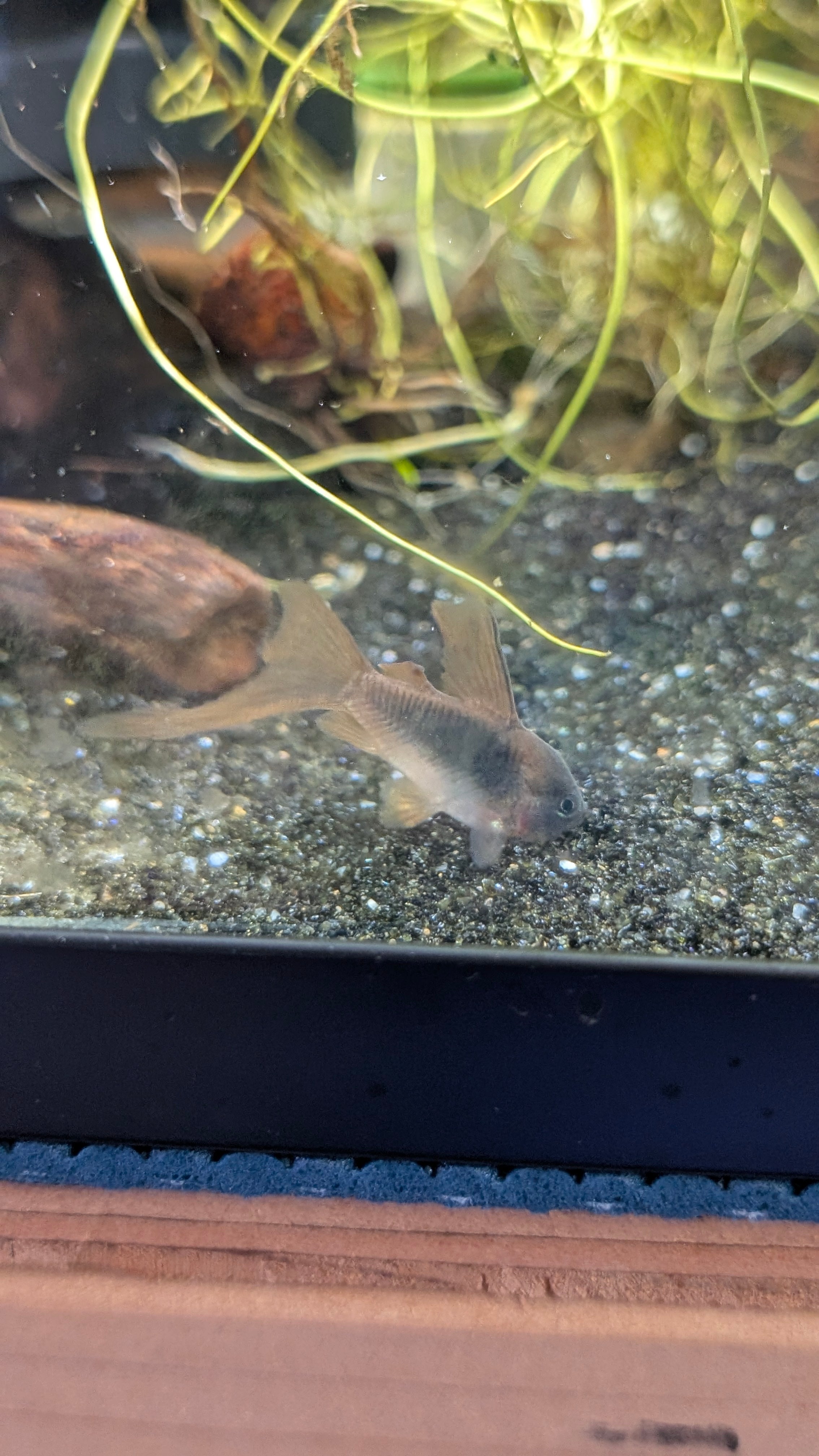 Aenus Bronze - Long Fin Corydoras