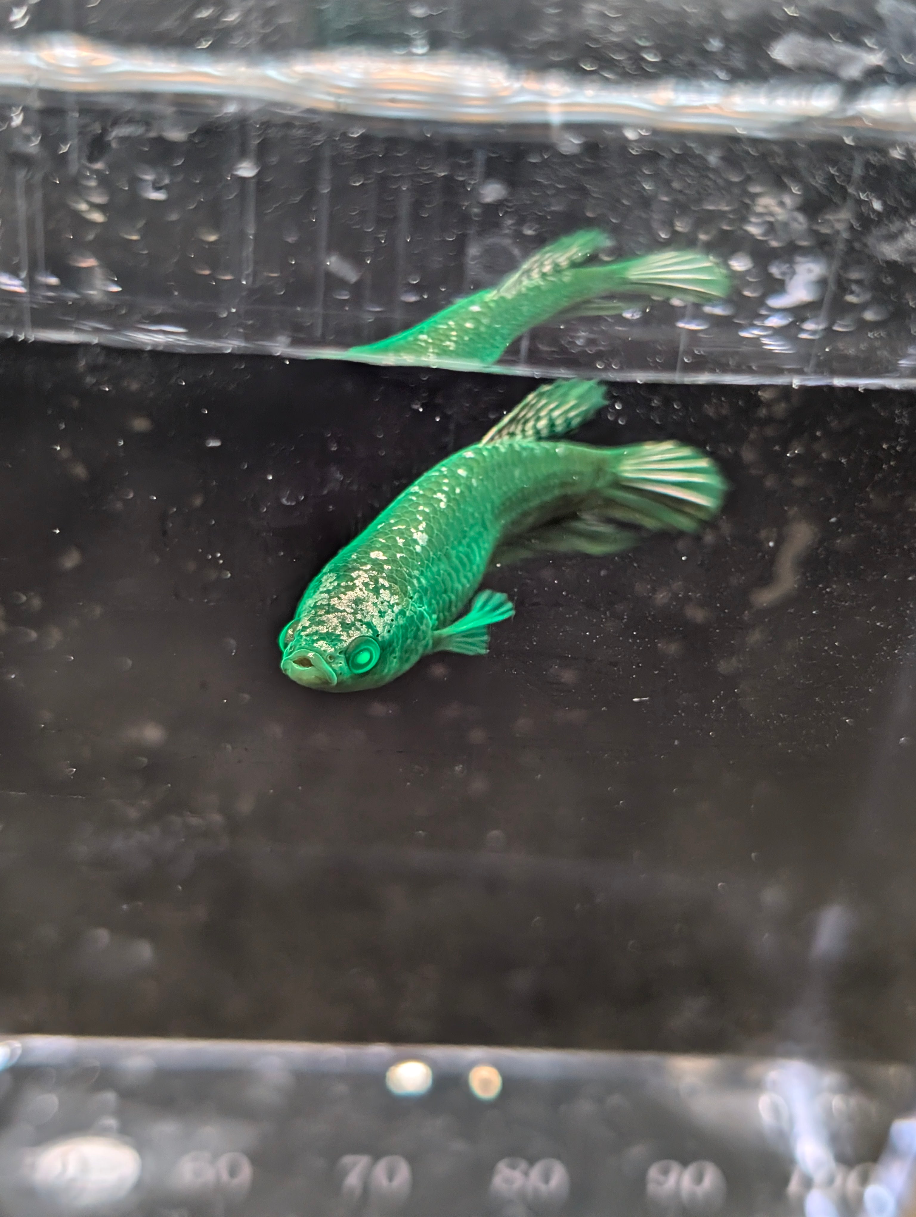 Plakat Avatar Green Hulk Betta Female F0002