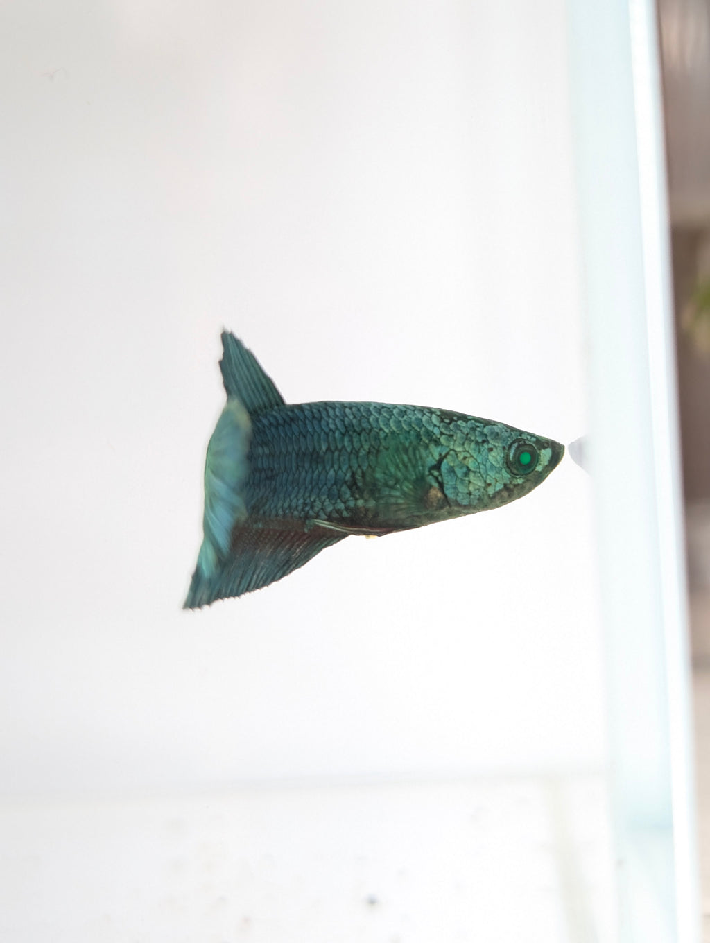 Plakat Green/ Blue Green Eyed Hulk Betta Female F0007