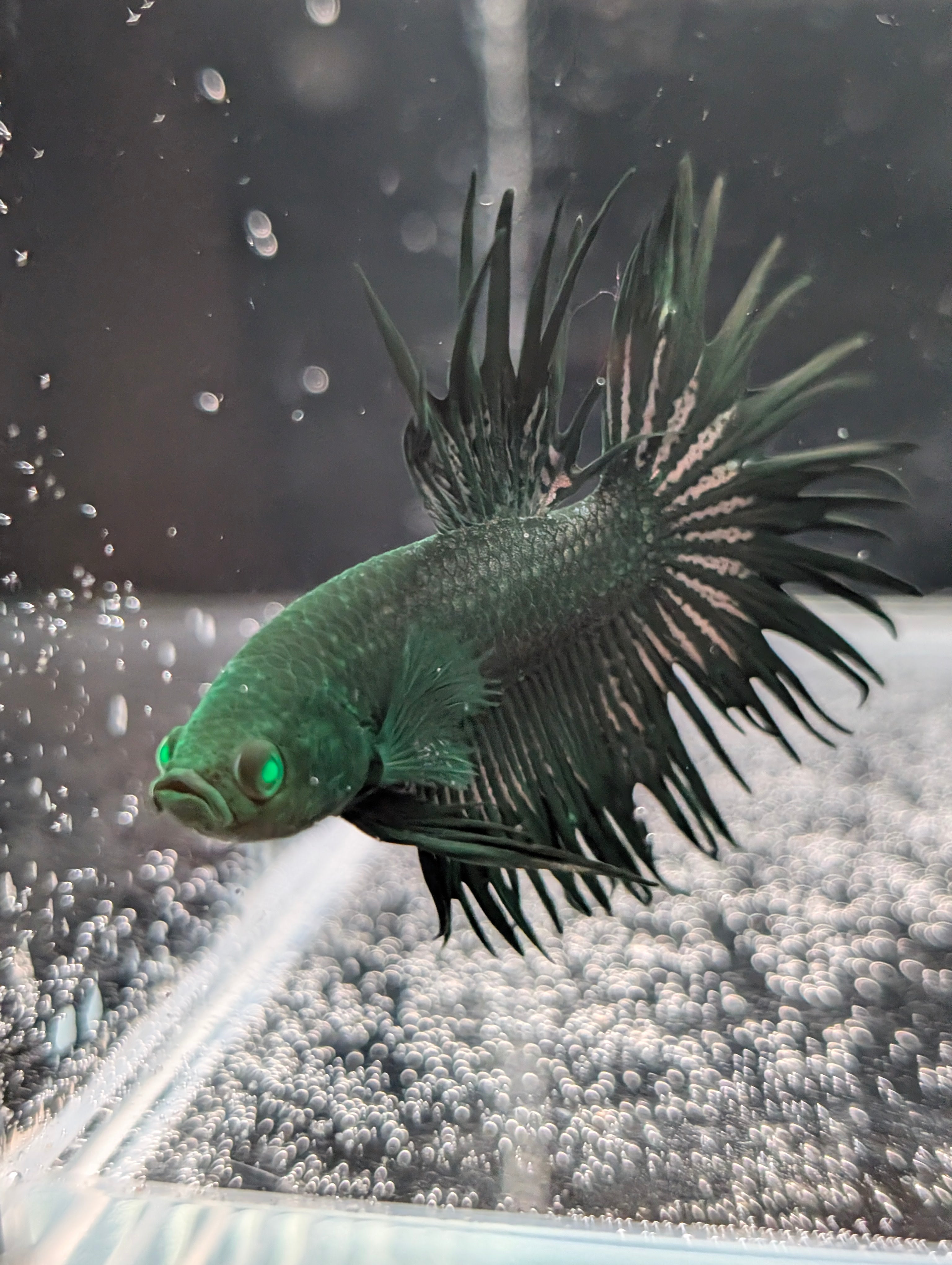 Crown Tail Green Hulk Betta (Male) MC001