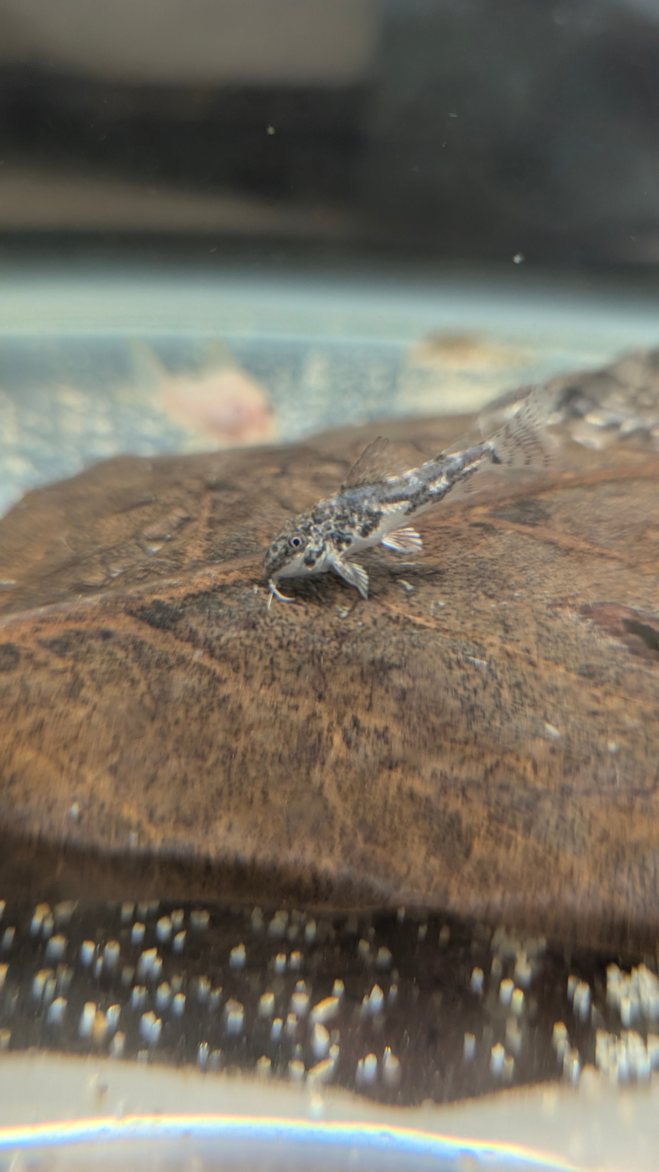 Scleromystax Barbatus "Banded Corydora"