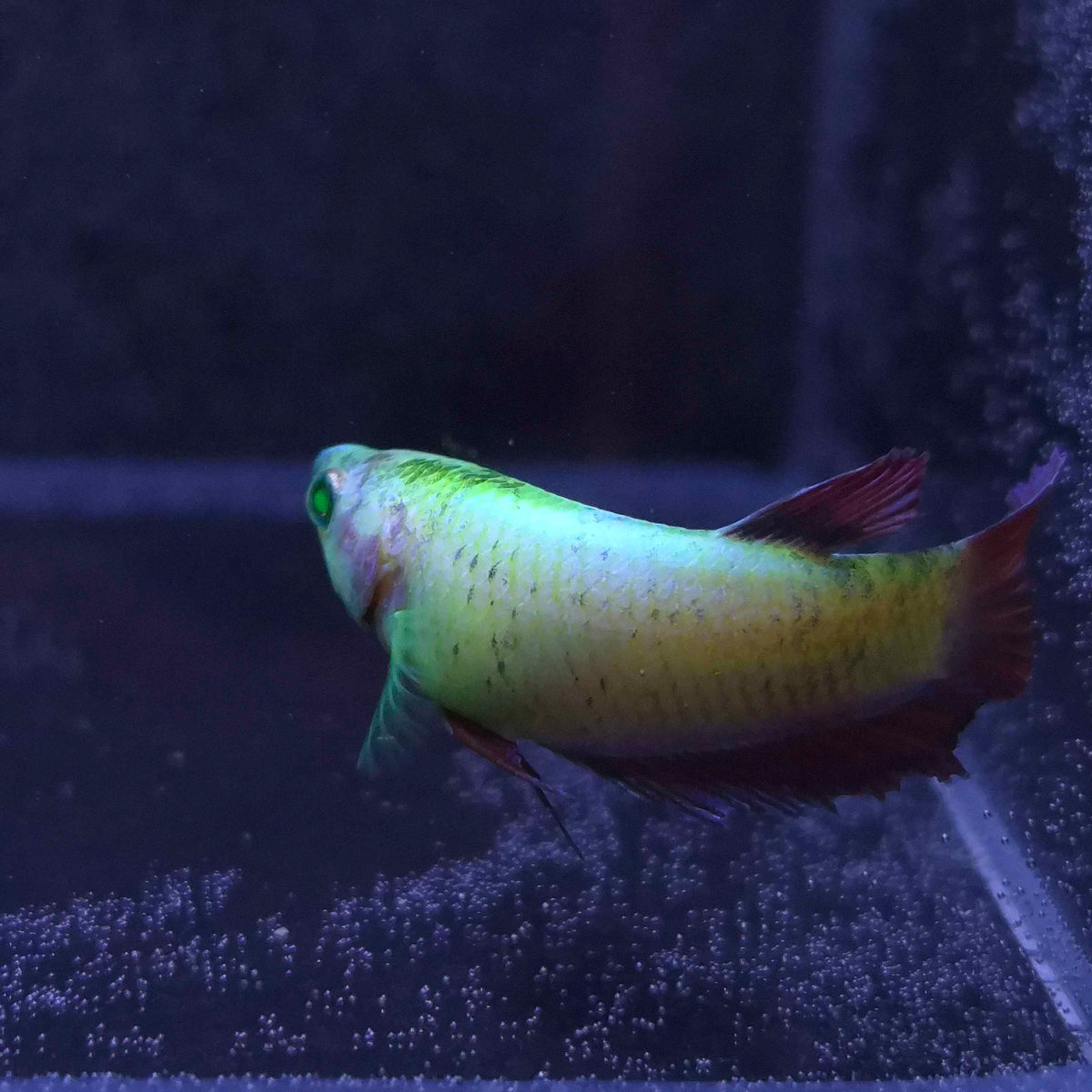 Yellow Red Plakat Green Eyed Hulk Betta Female F0019