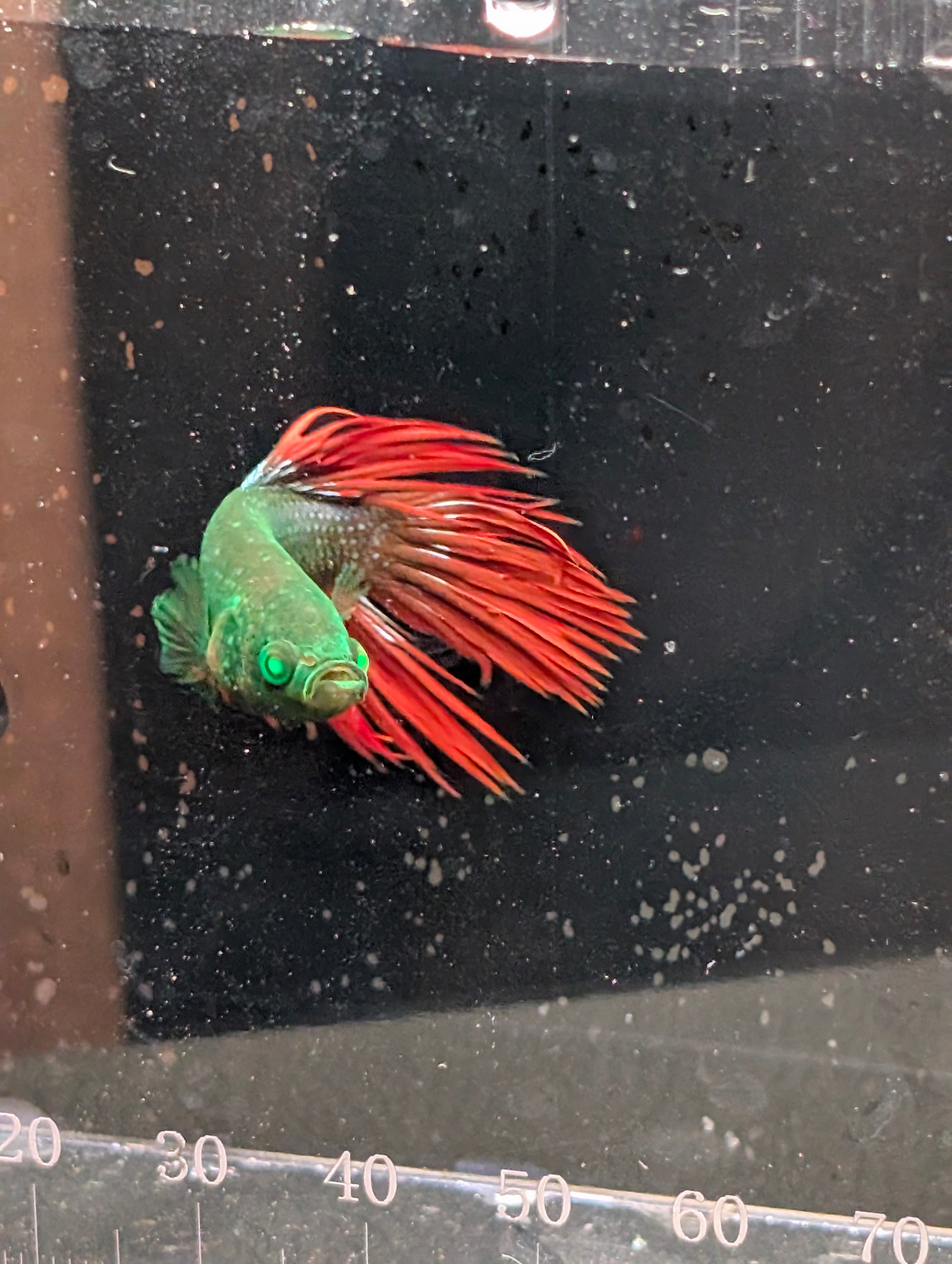Crown Tail Green Hulk Betta Male M0009