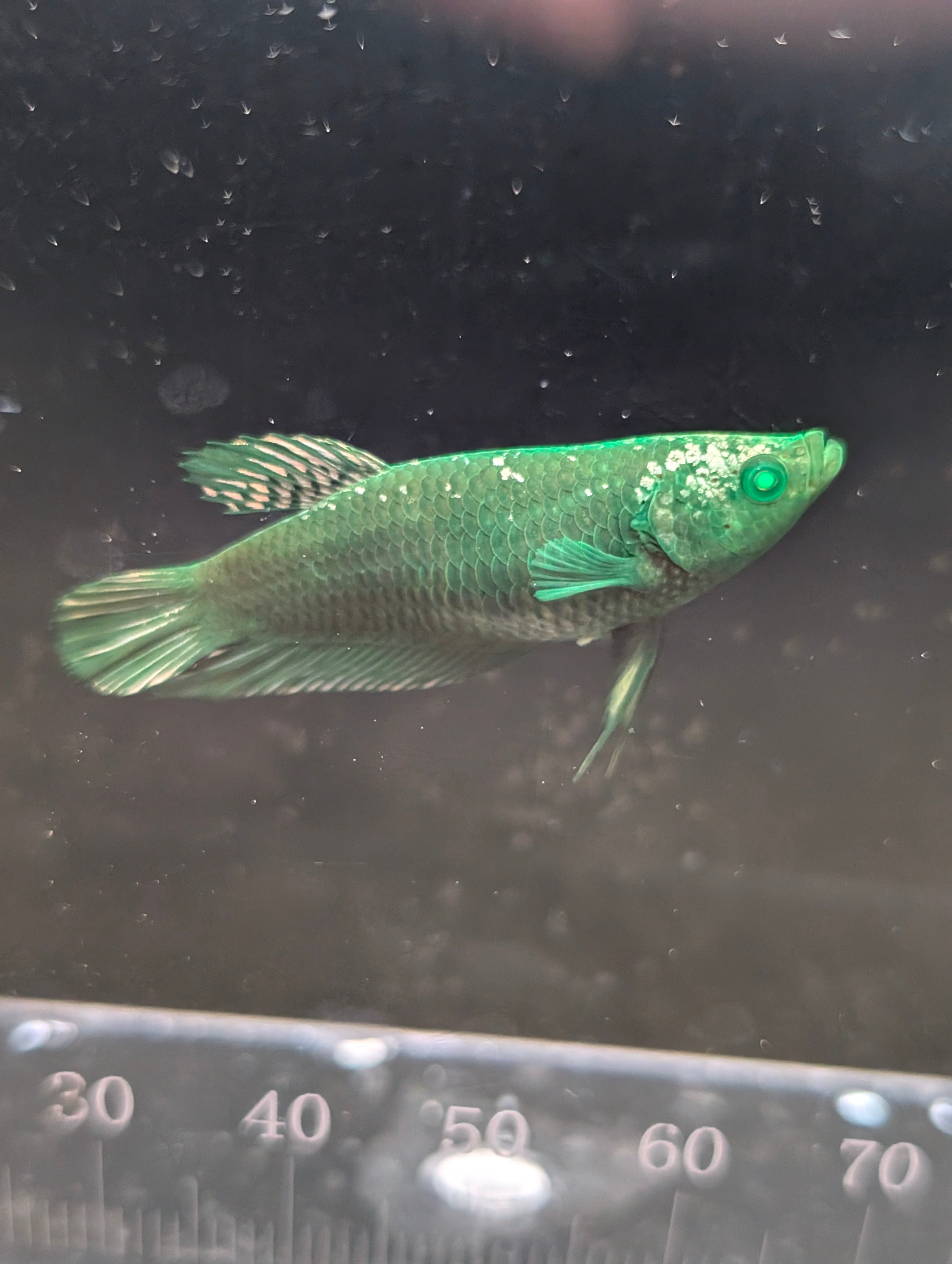 Plakat Avatar Green Hulk Betta Female F0002