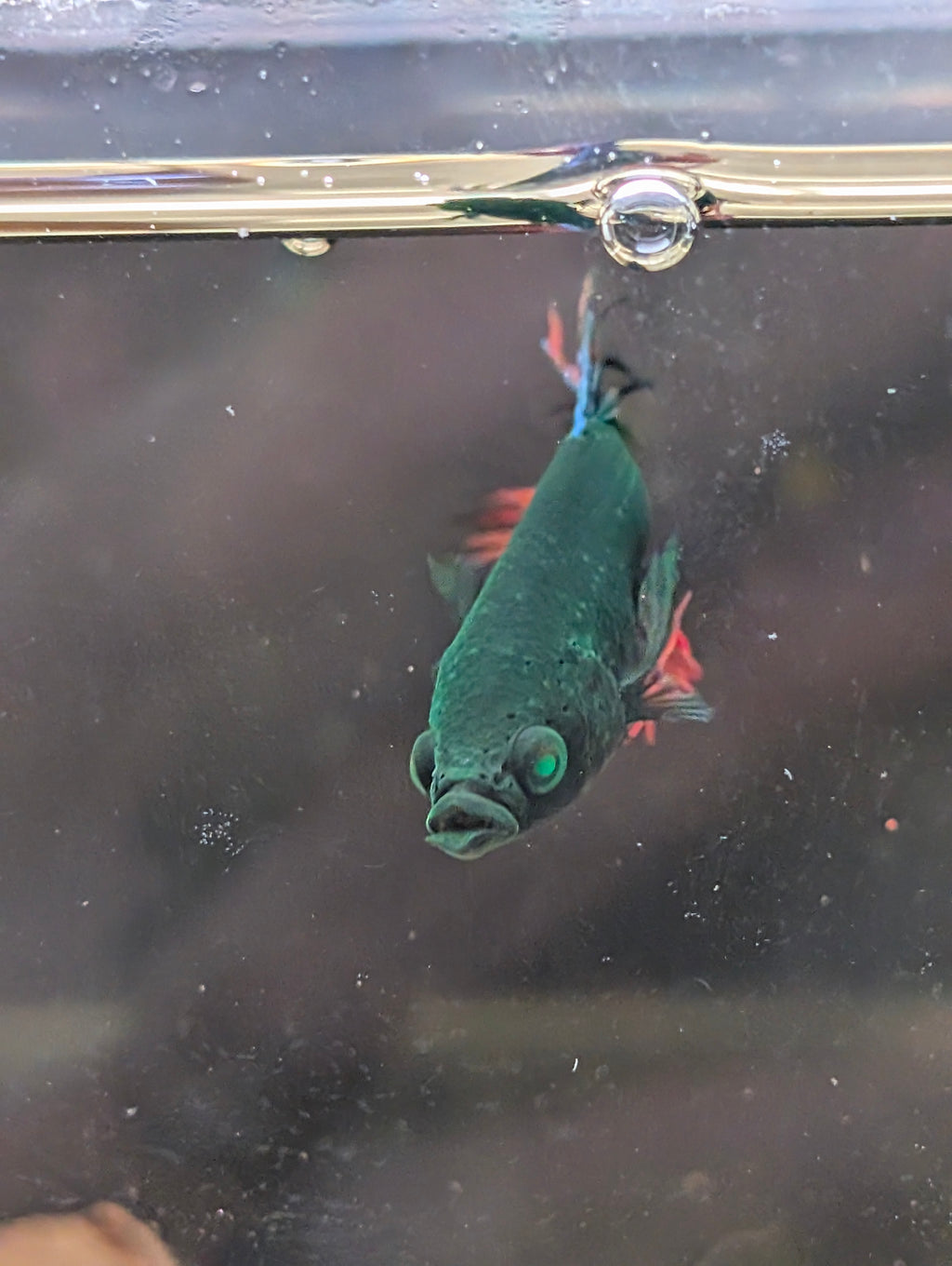 Crown Tail Red/Blue/Green Green Eyed Hulk Betta Male M0014
