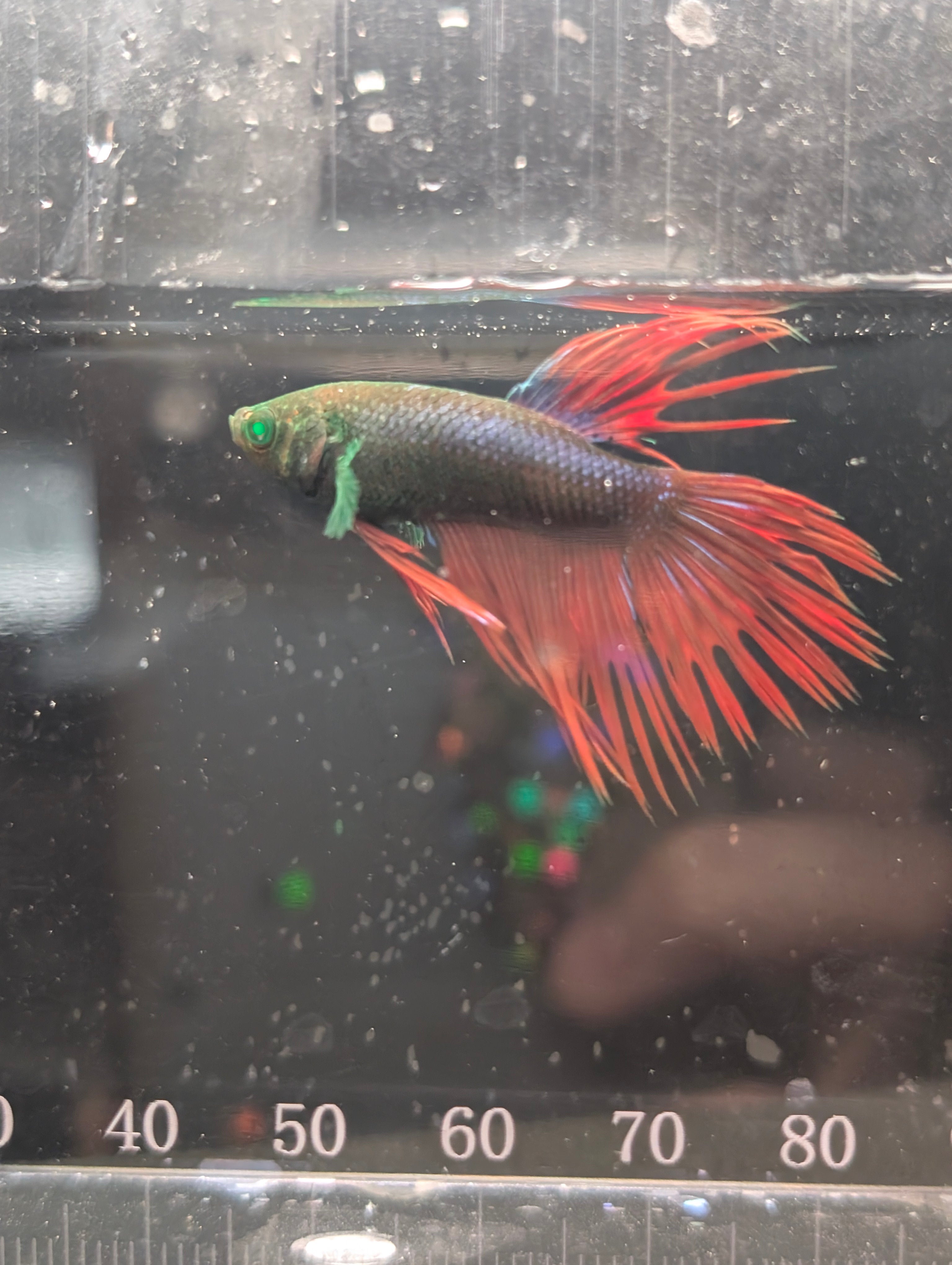 Crown Tail Red and Green Hulk Betta Male M0010