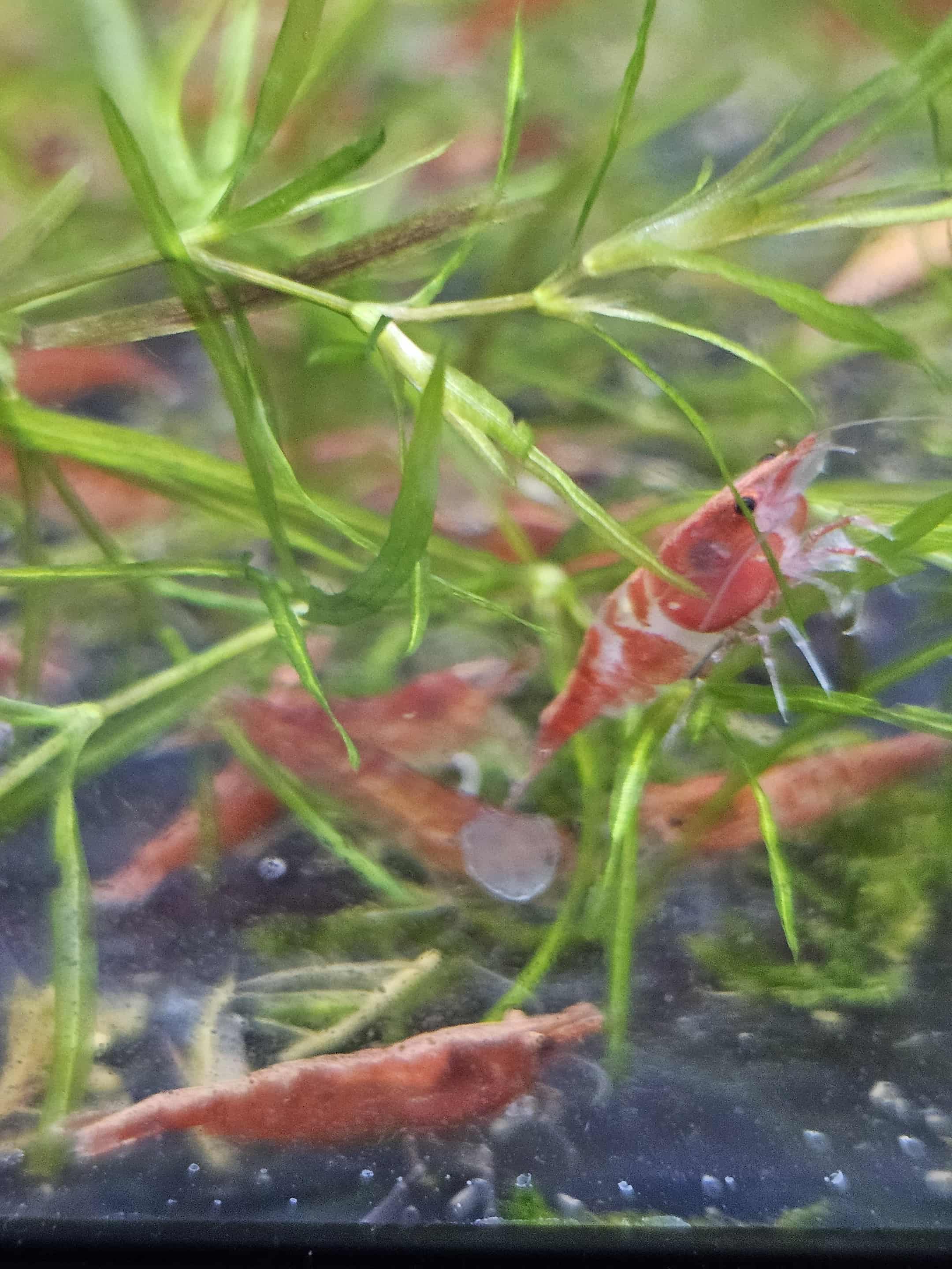 Skittles Mix (Culls)