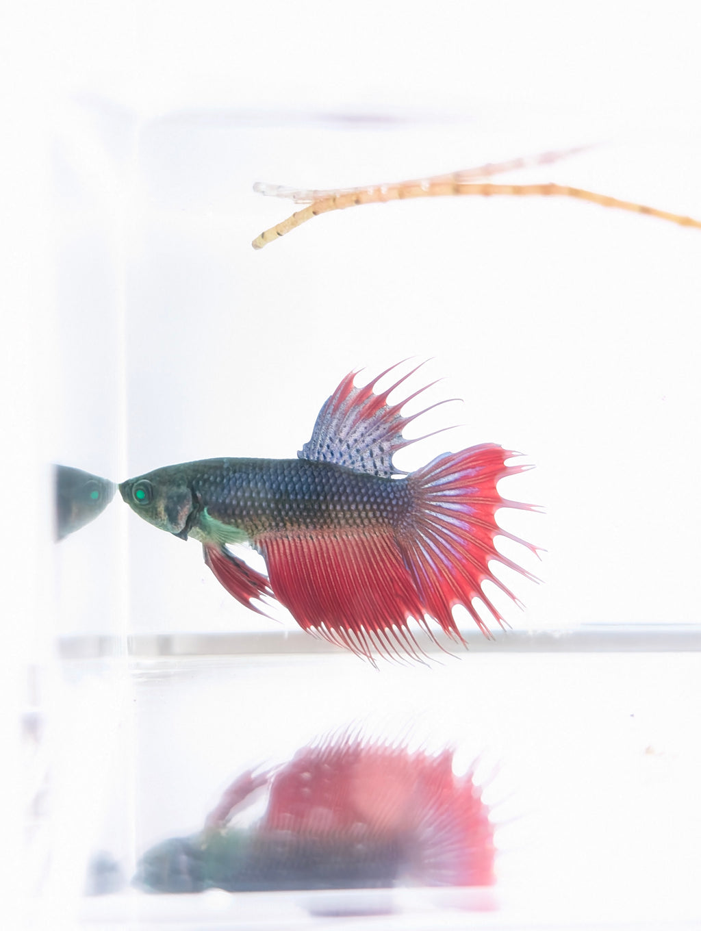 Crowntail Green / Red / Blue Green Eyed Hulk Betta Male M0020