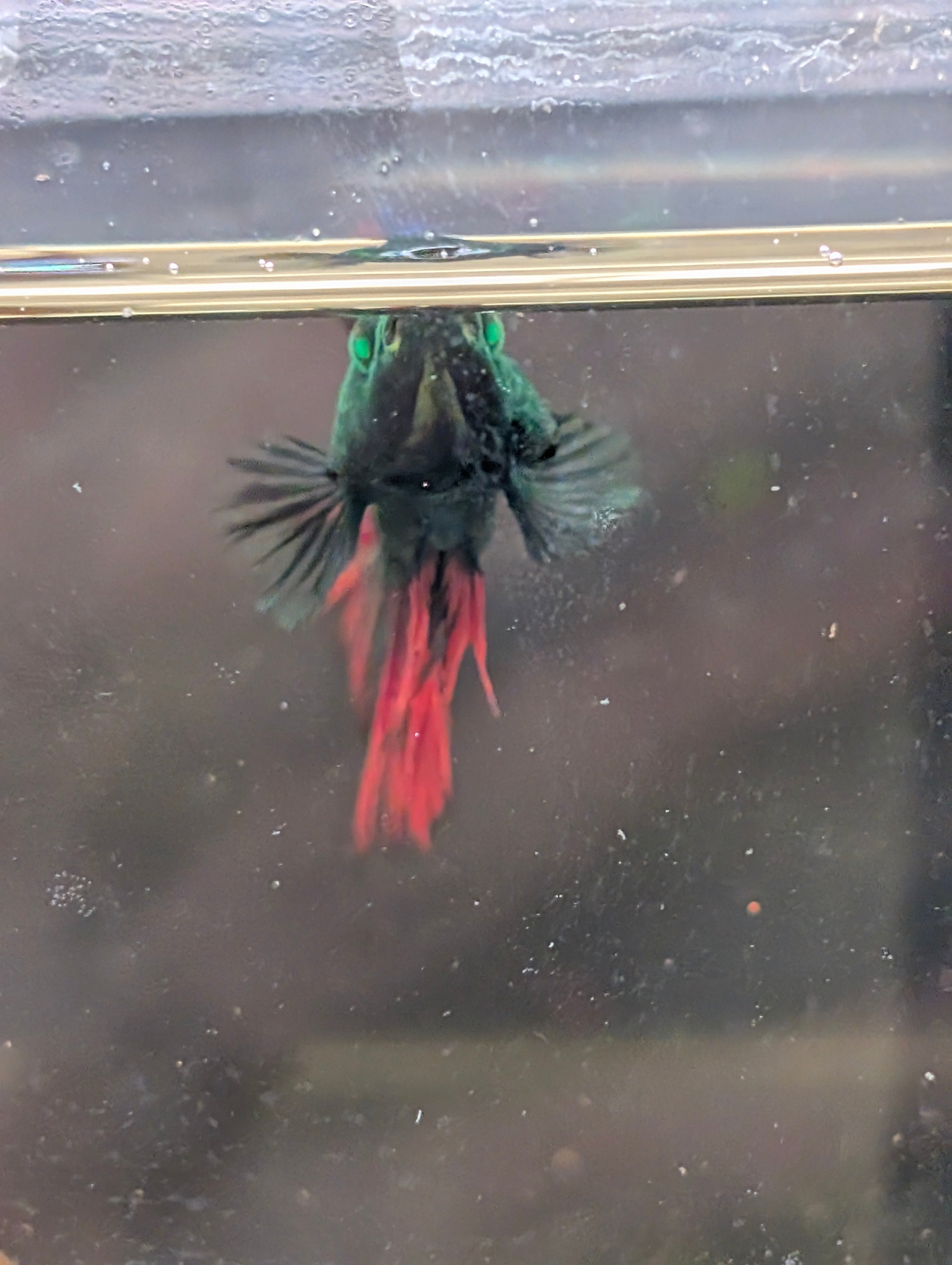 Crown Tail Red/Blue/Green Green Eyed Hulk Betta Male M0014