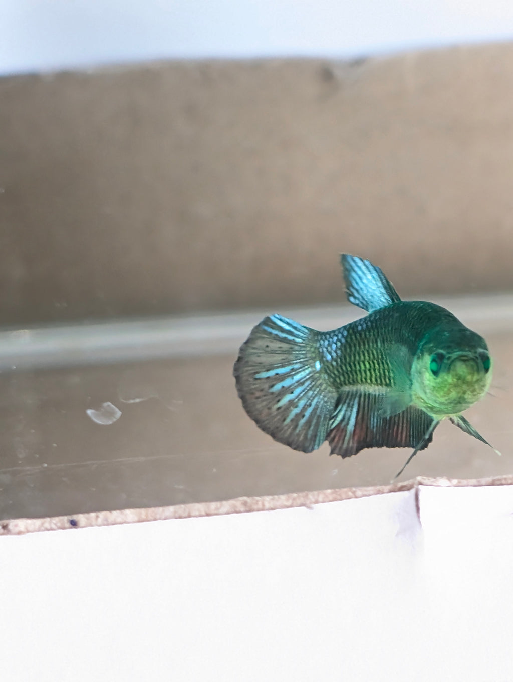Plakat Green Eye Hulk Female F0011