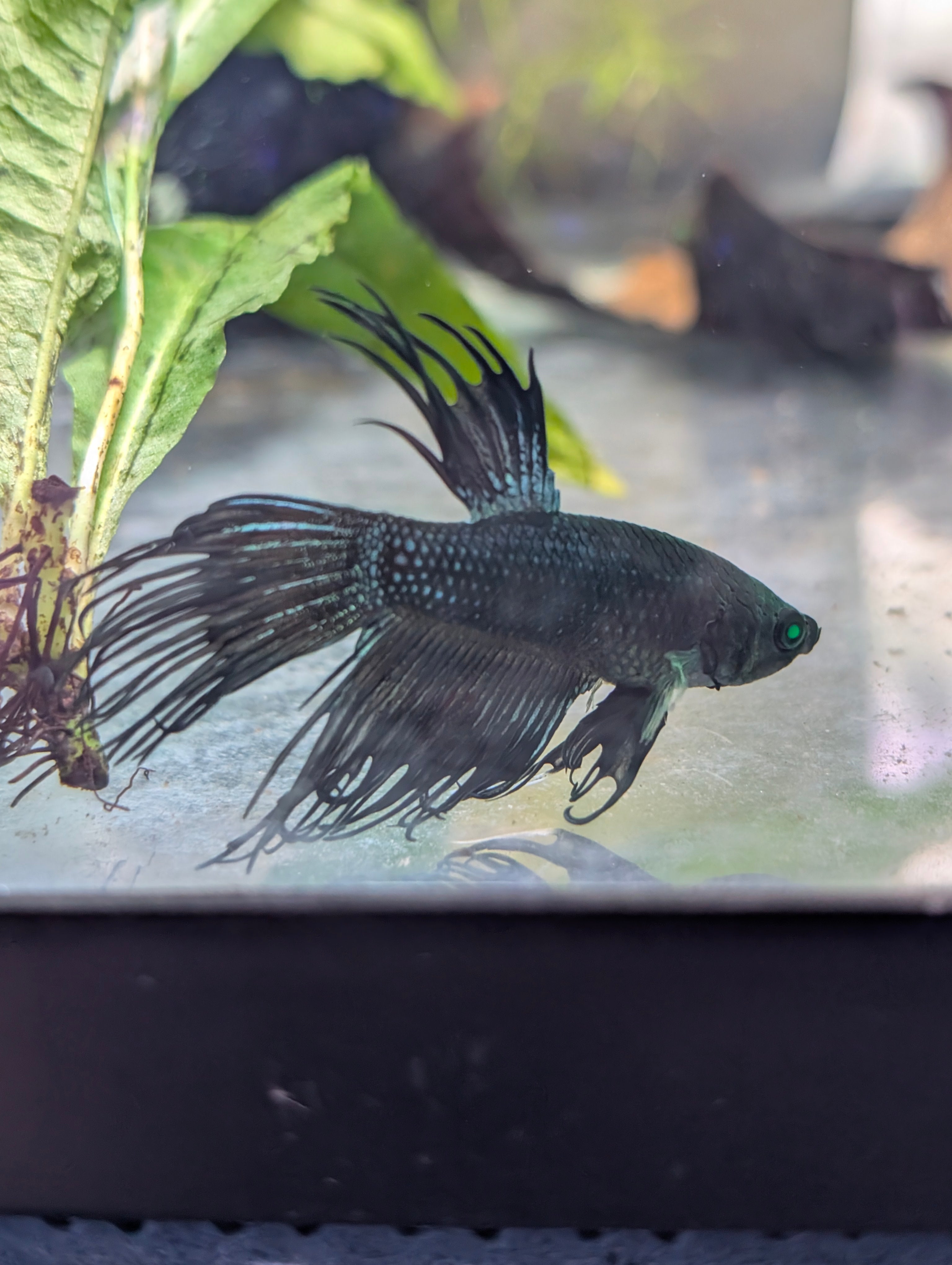 Crown Tail Green Blue Hulk Betta (Male) MC003