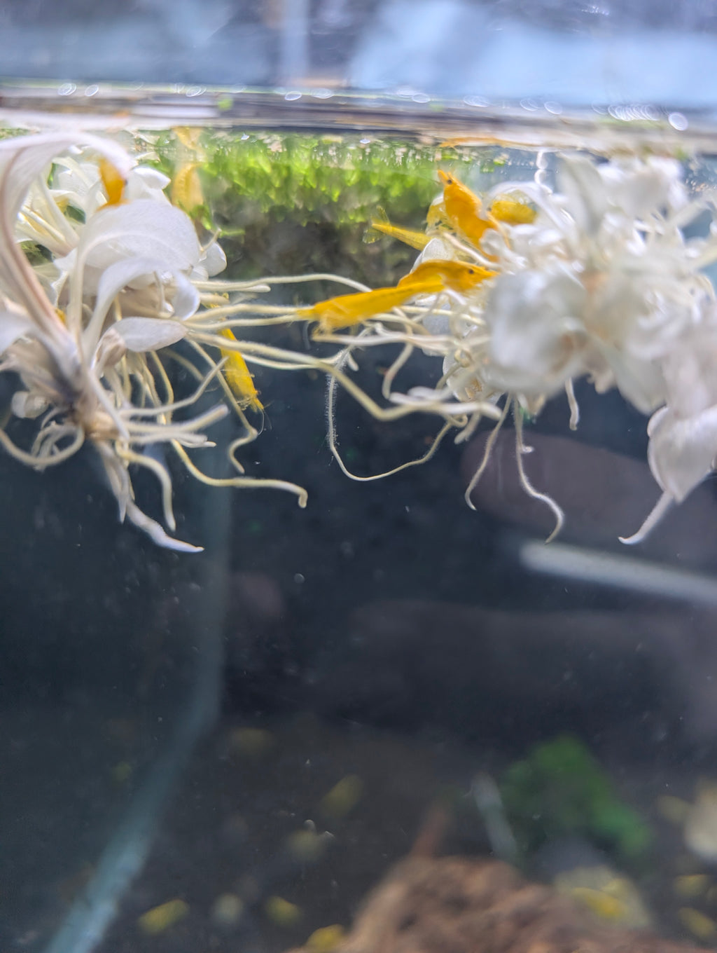 Golden Back Yellow Neocaridina Shrimp