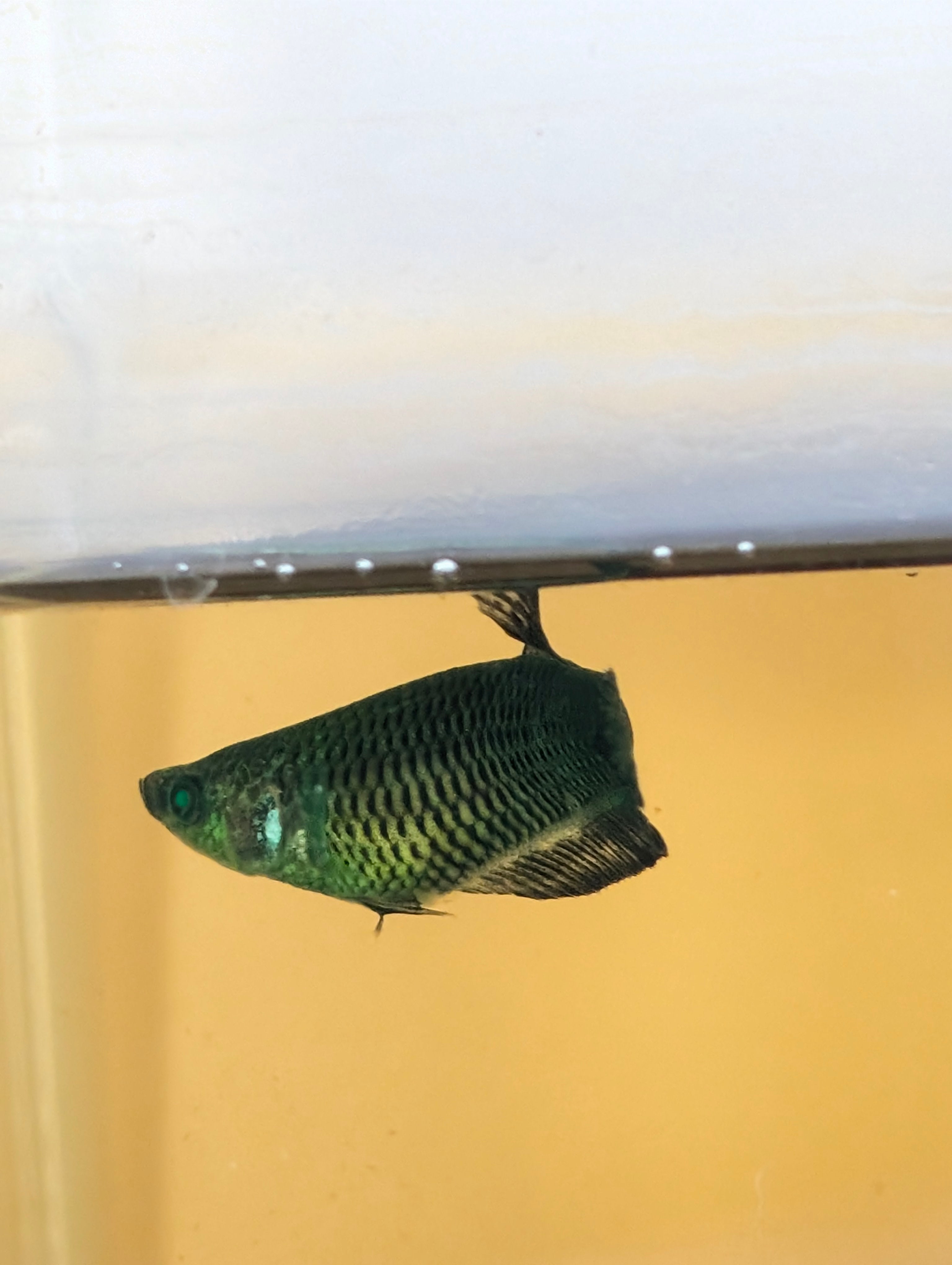 Plakat Green Eye Hulk Female F0009