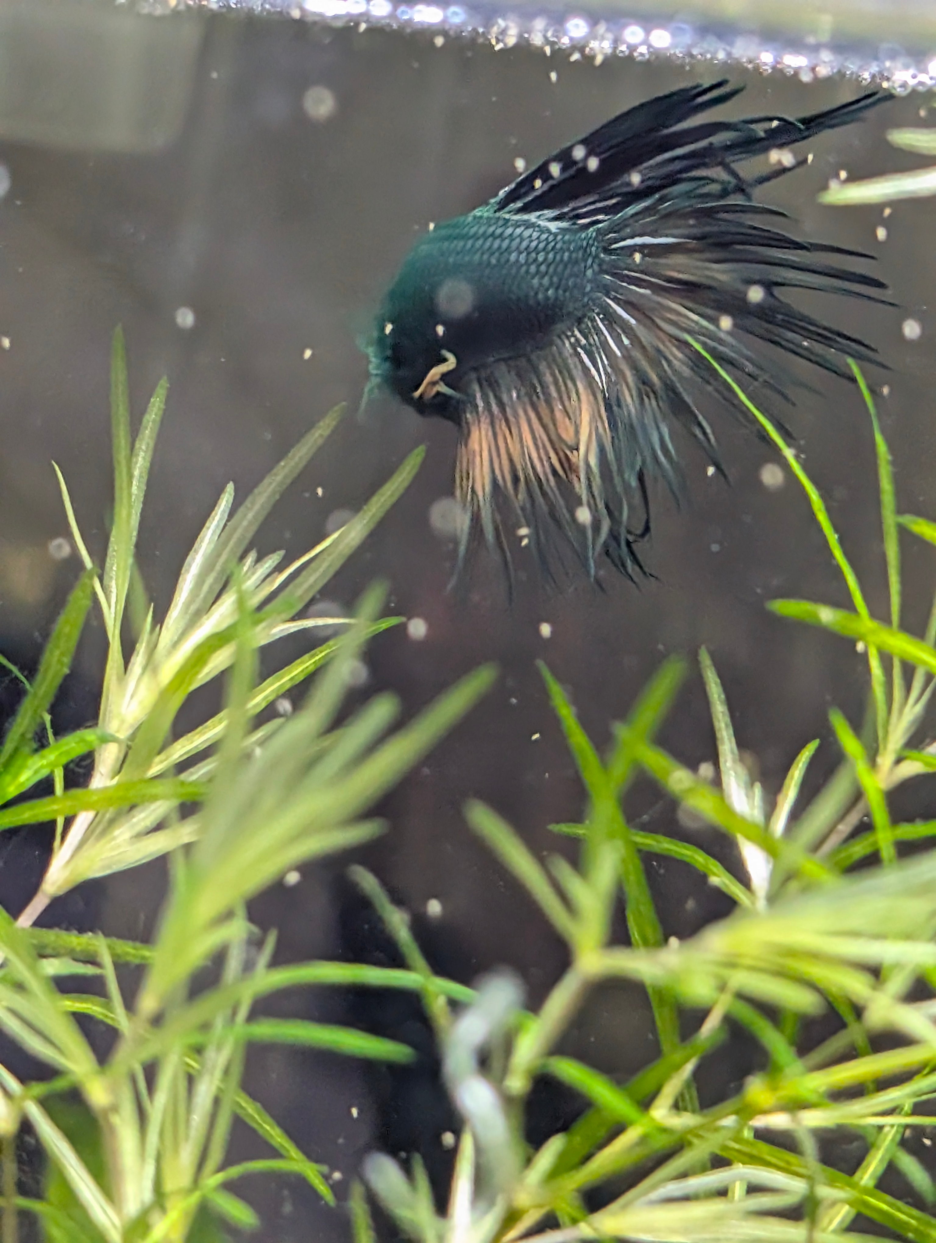 Crown Tail Green Hulk Betta Male MC004