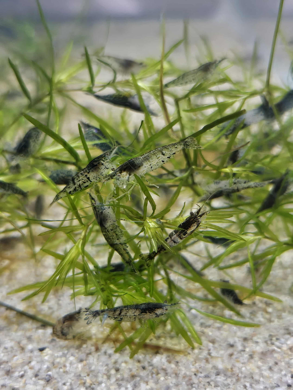 Skittles Mix (Culls)