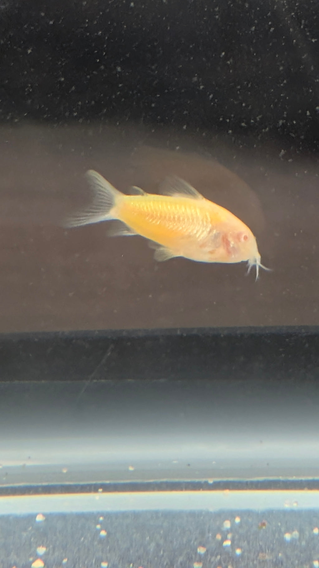 Albino Gold Laser Corydoras