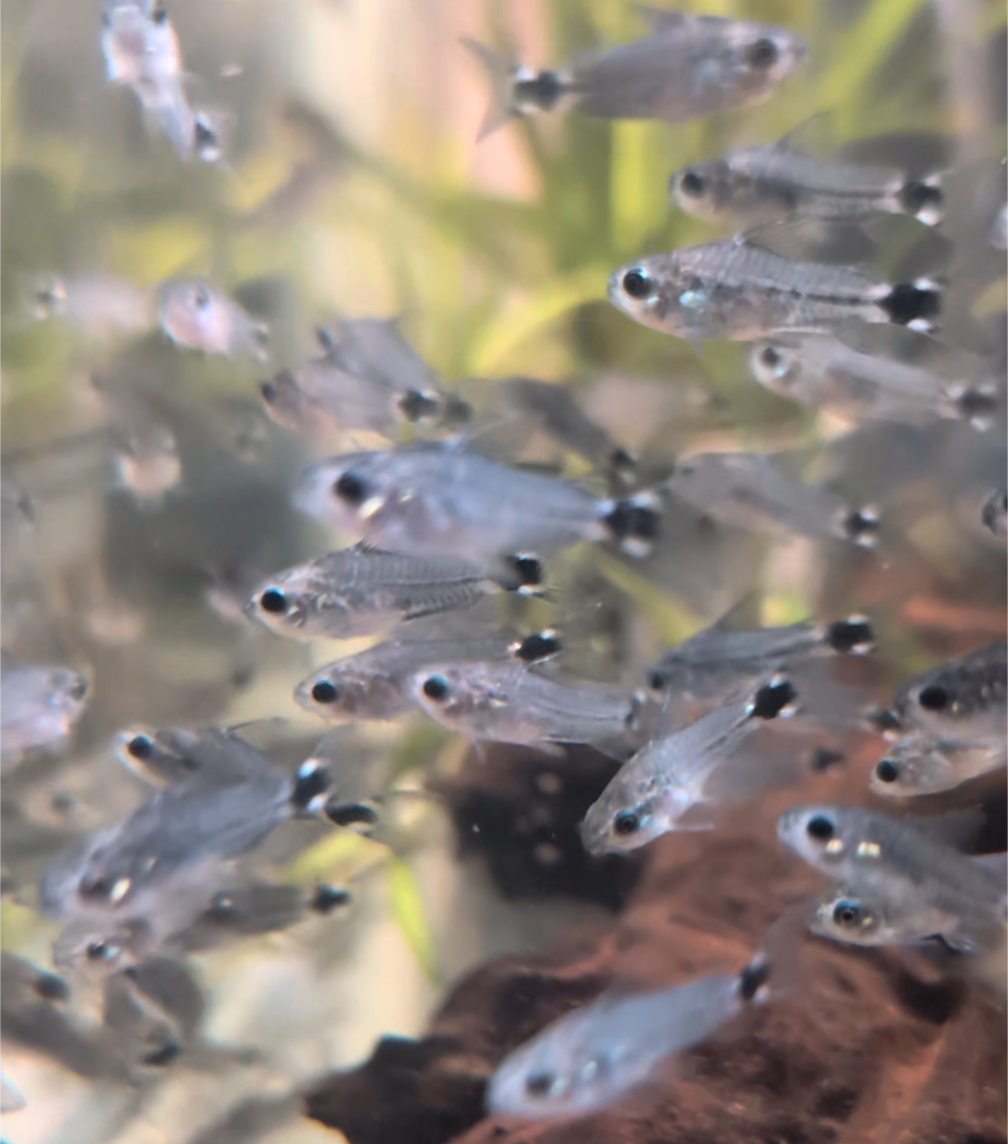 Tail Spot Pygmy Corydoras Hastatus Gastrodermus