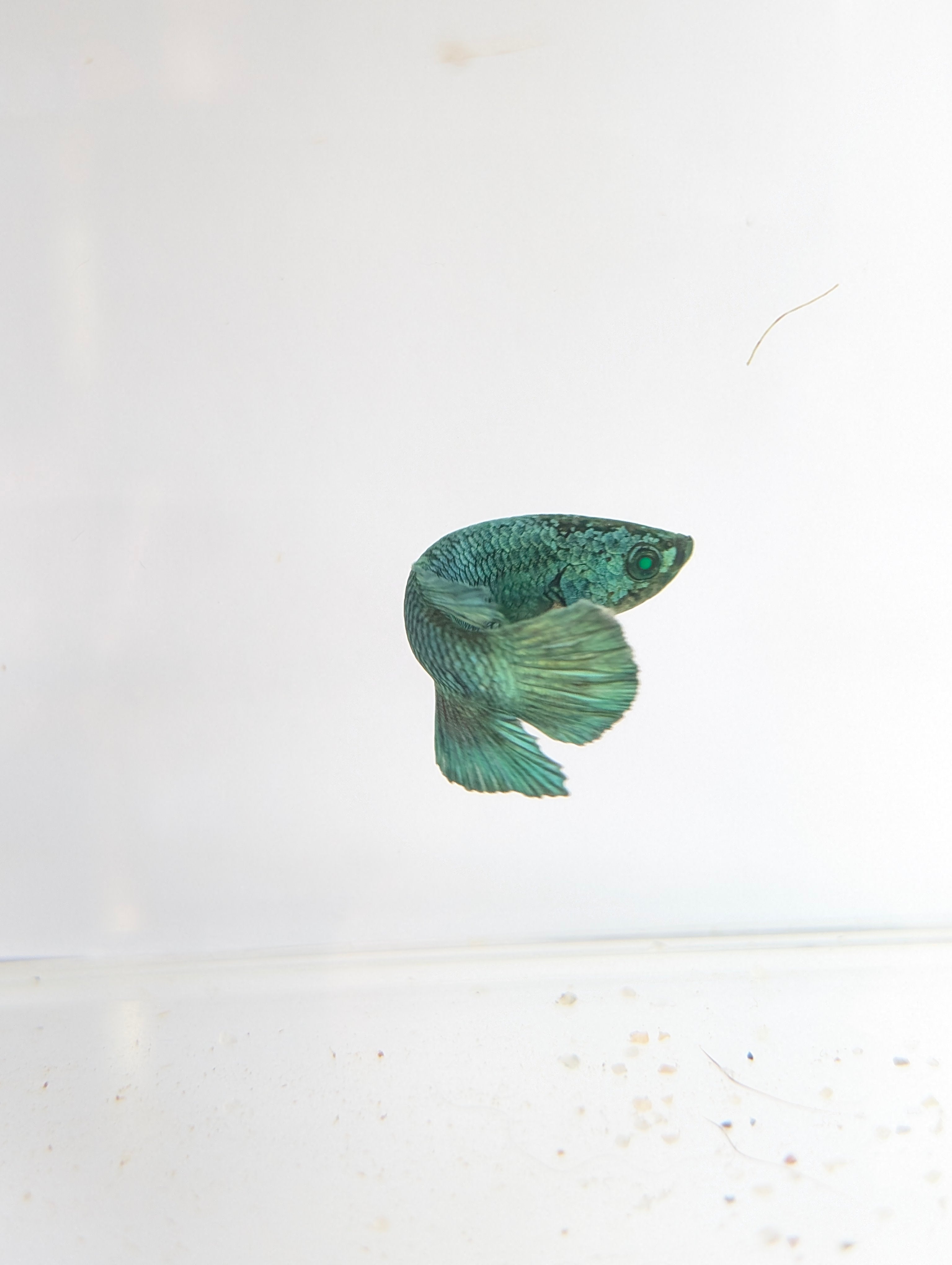 Plakat Green/ Blue Green Eyed Hulk Betta Female F0007