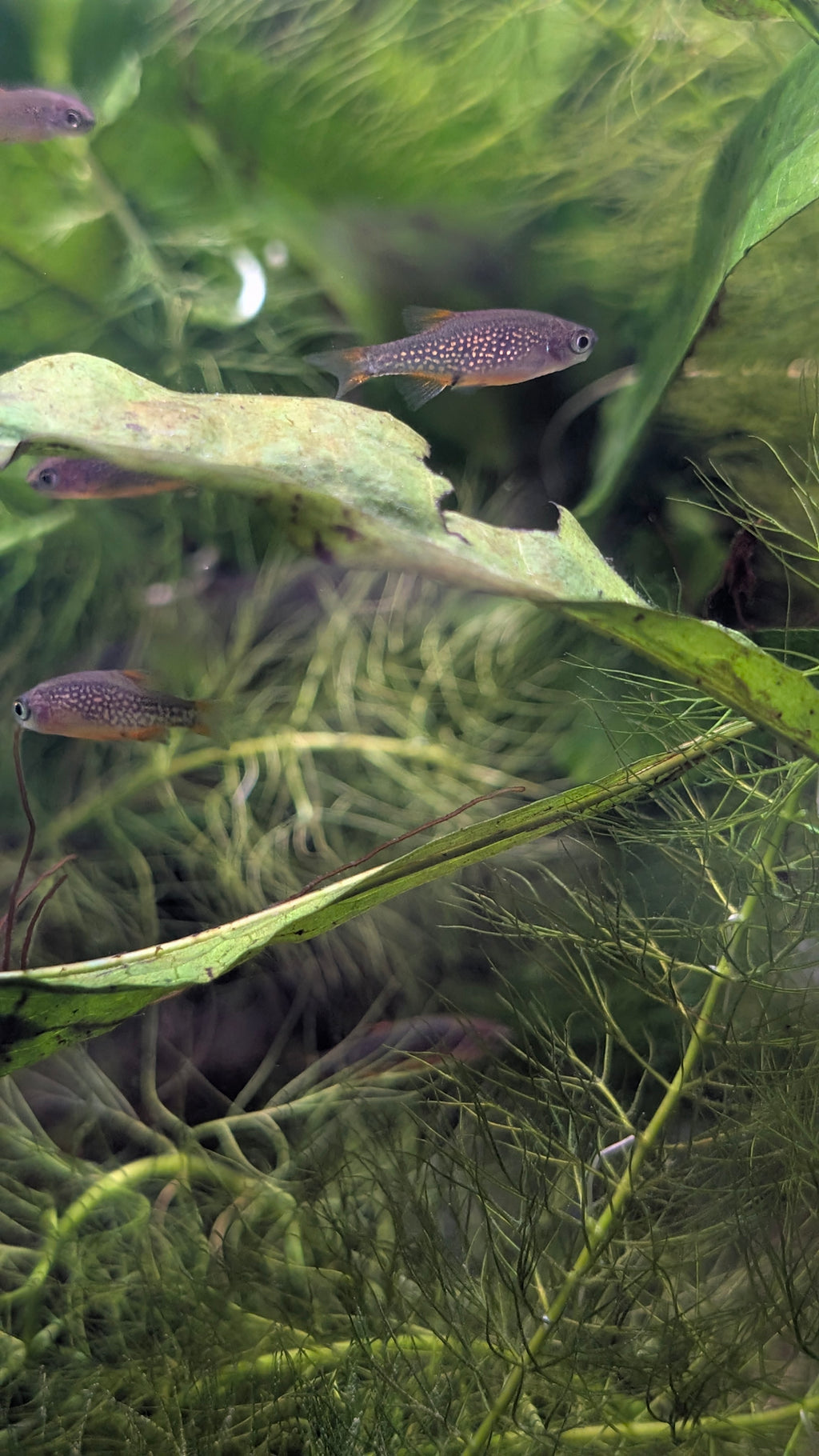 Celestial Pearl Danio (CPD)