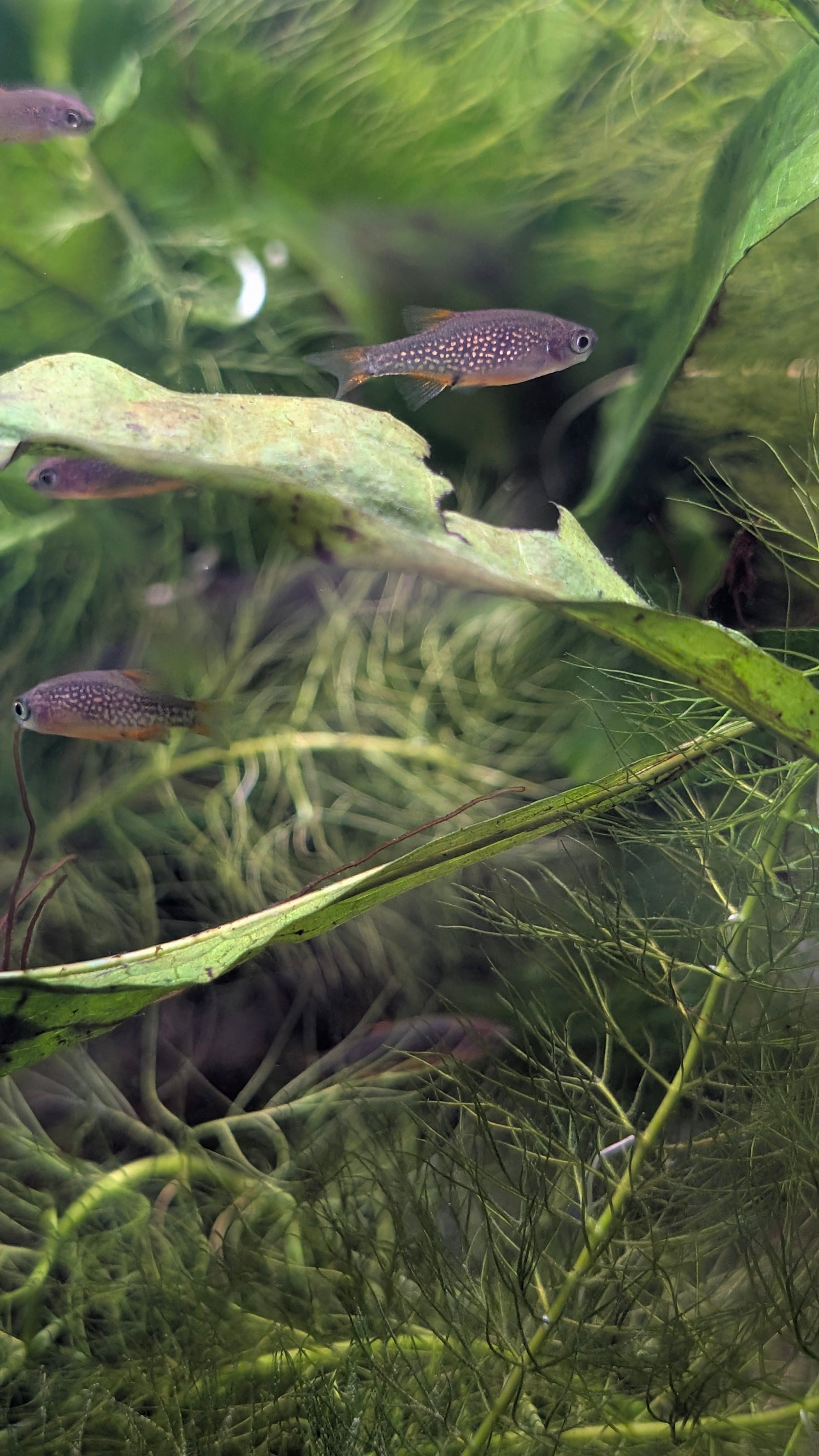 Celestial Pearl Danio (CPD)