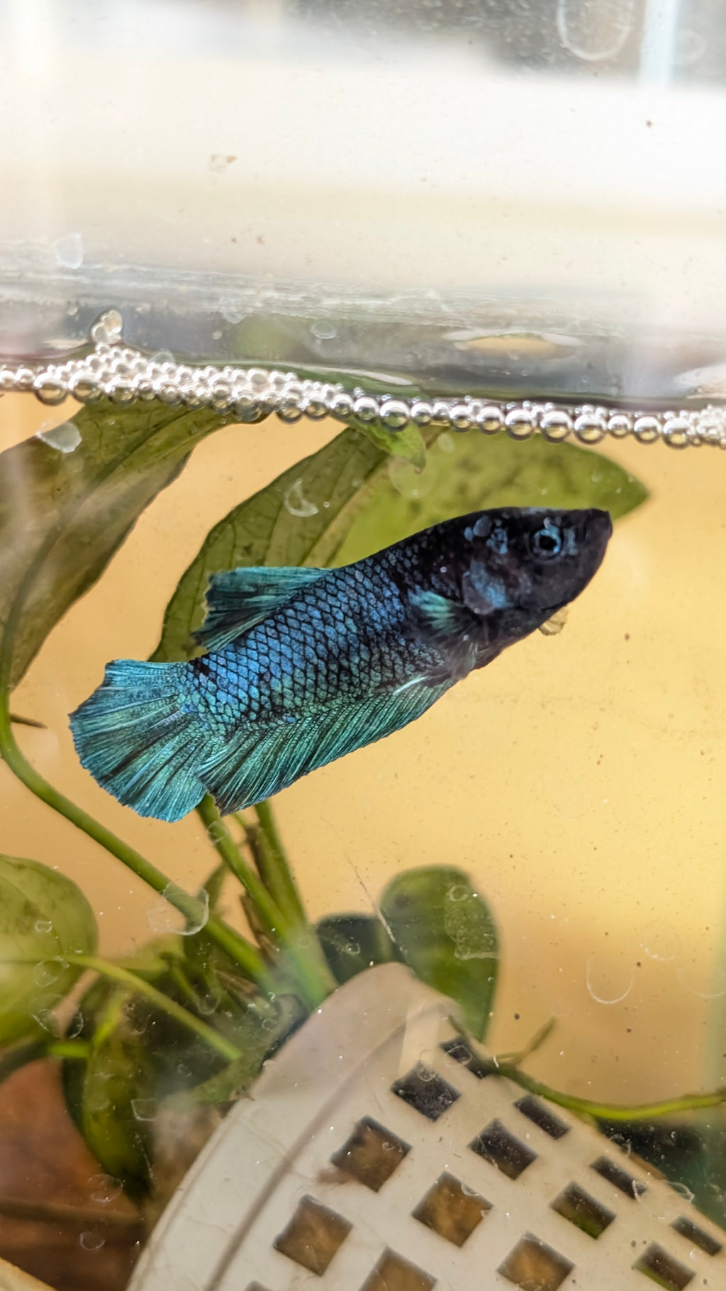 Male Halfmoon Plakat Betta M0022