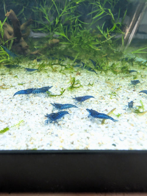 Blue Diamond Neocaridina Shrimp