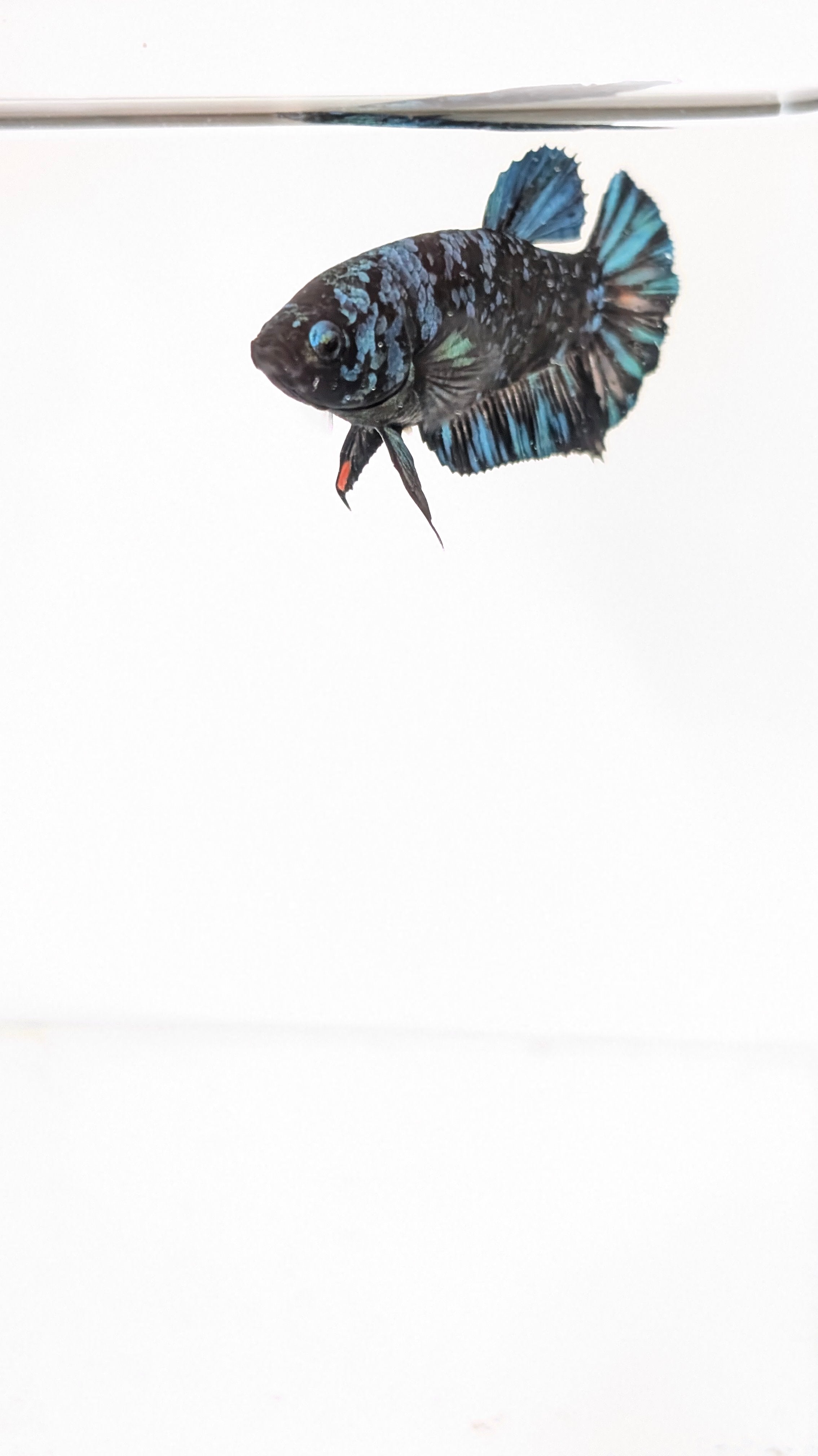 Female Halfmoon Plakat Nebula Betta F0016