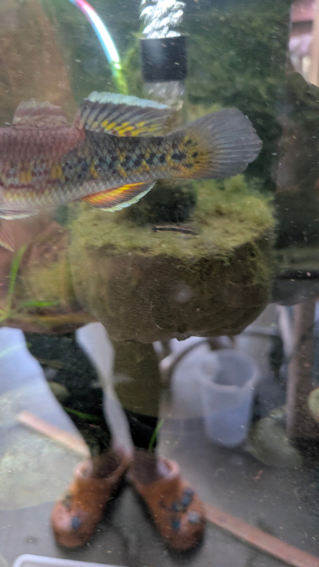 Giuris Margaritacea Gudgeon
