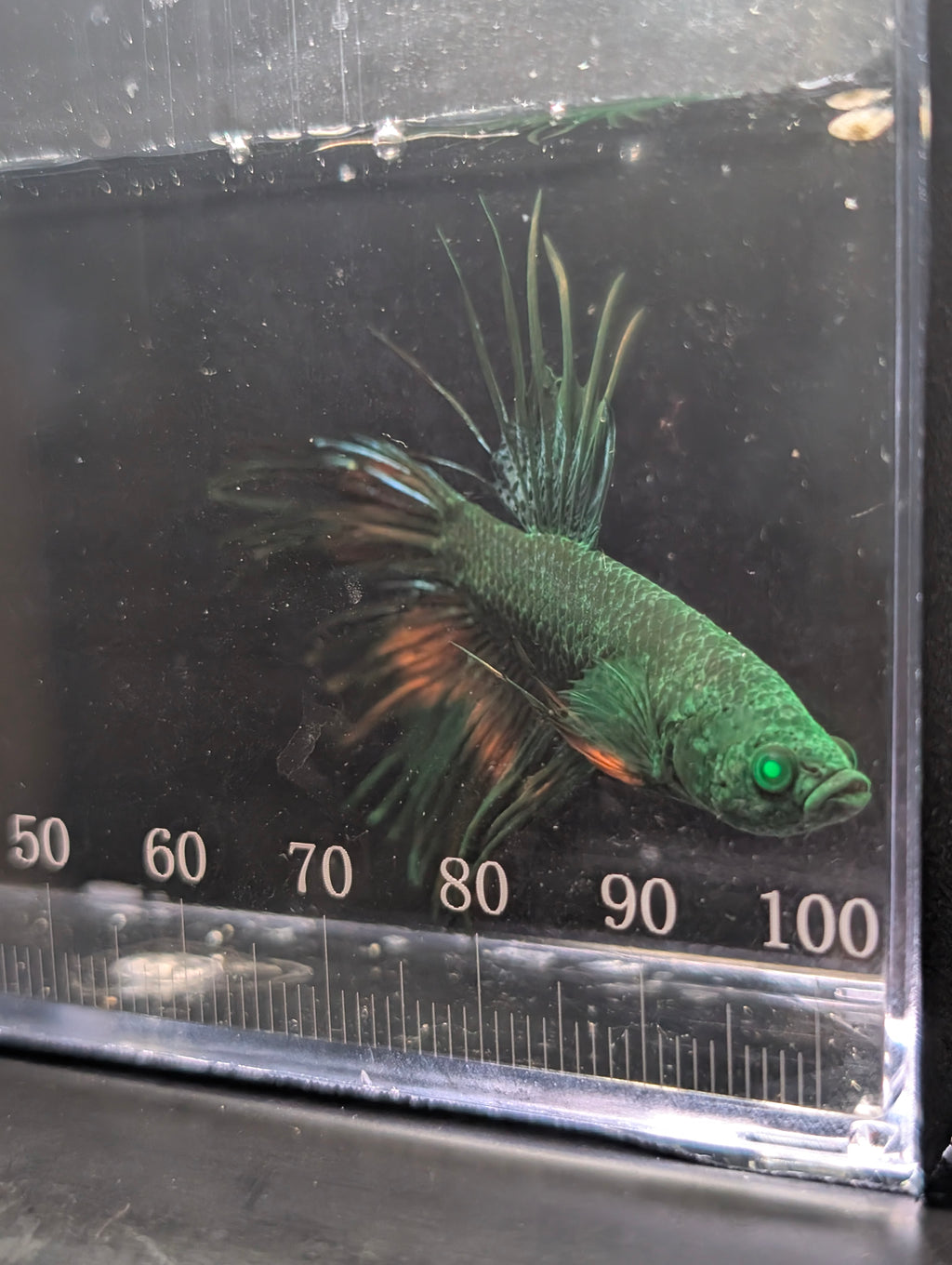 Crown Tail Green Hulk Betta Male M0006