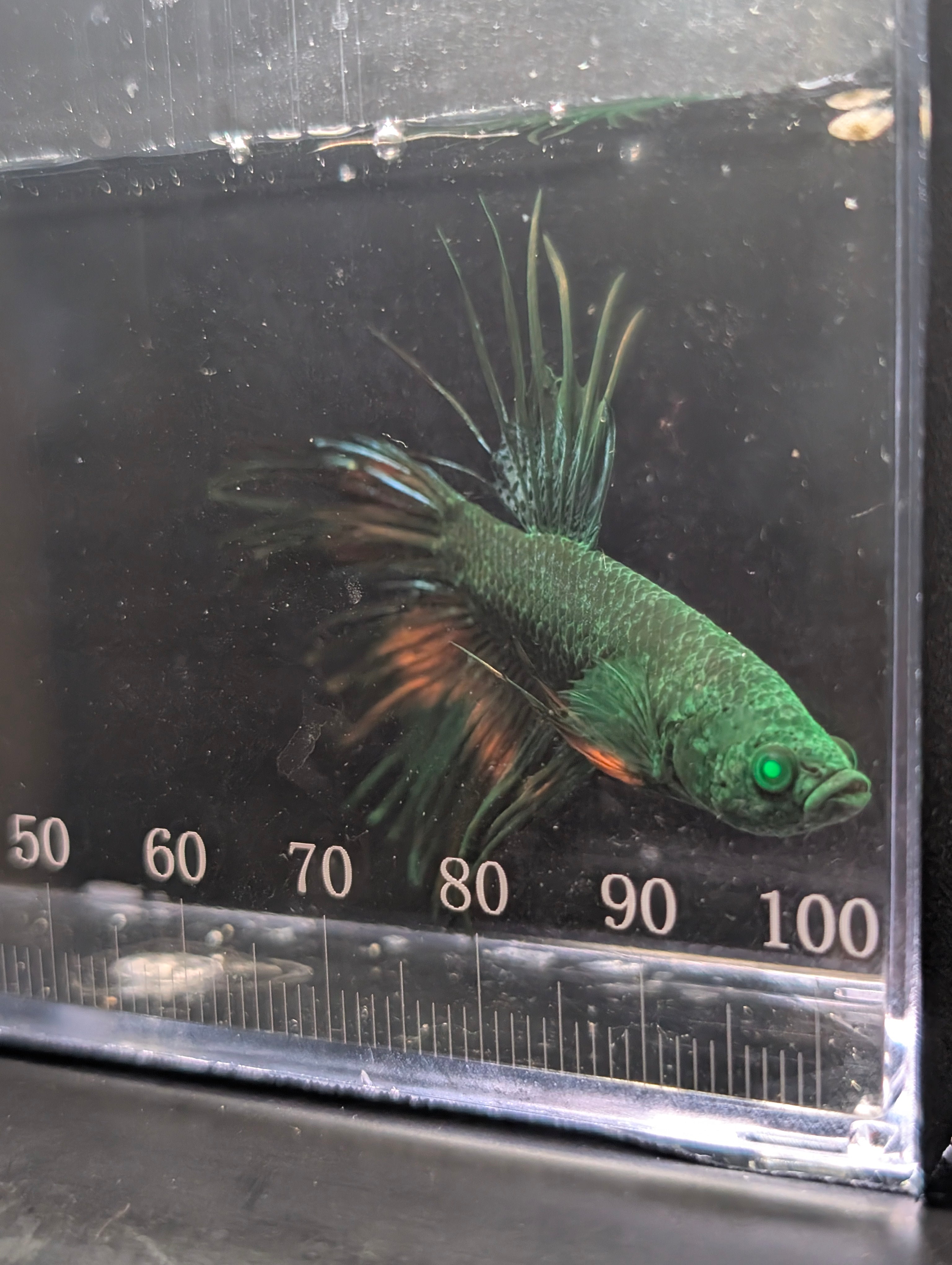 Crown Tail Green Hulk Betta Male M0006