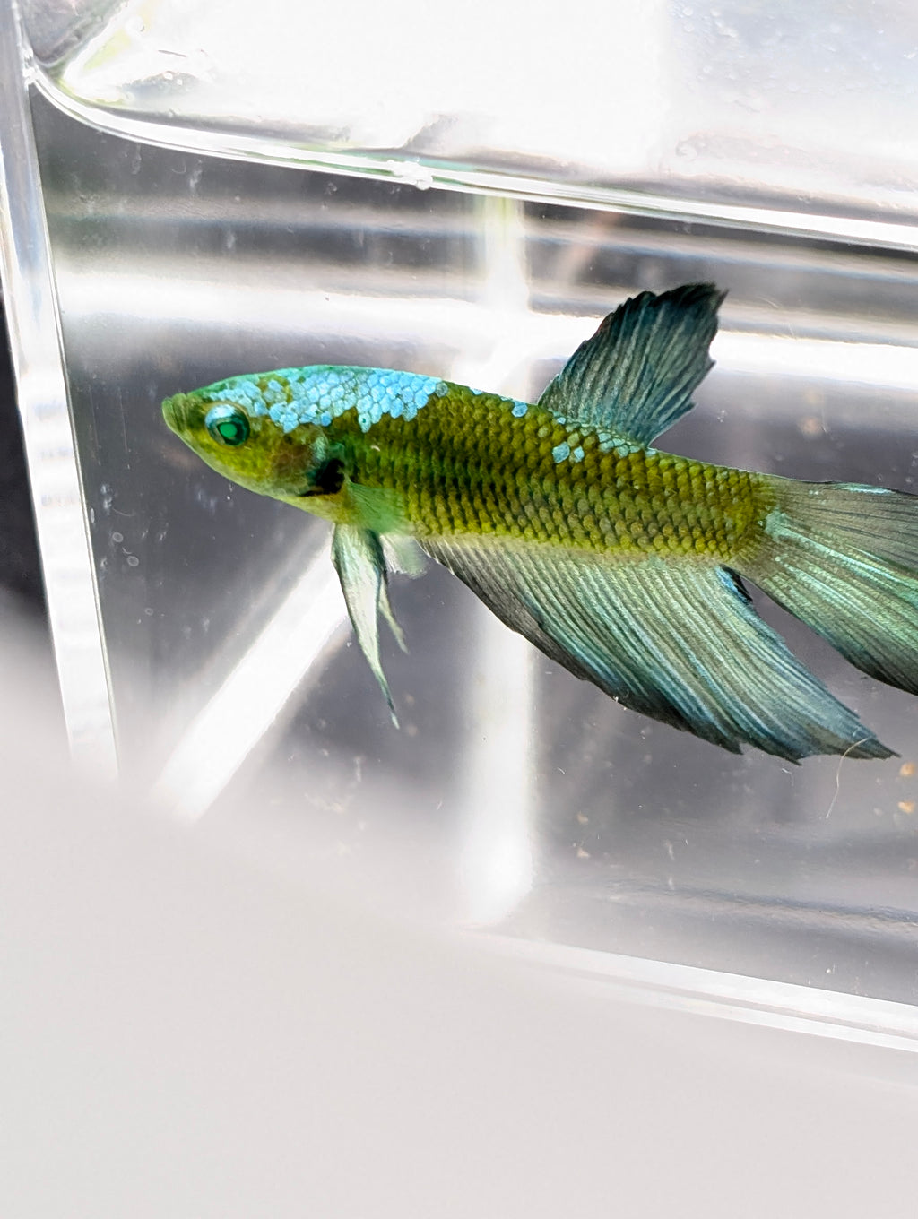 Halfmoon Green / Blue / Black Green Eyed Hulk Betta Male M0016