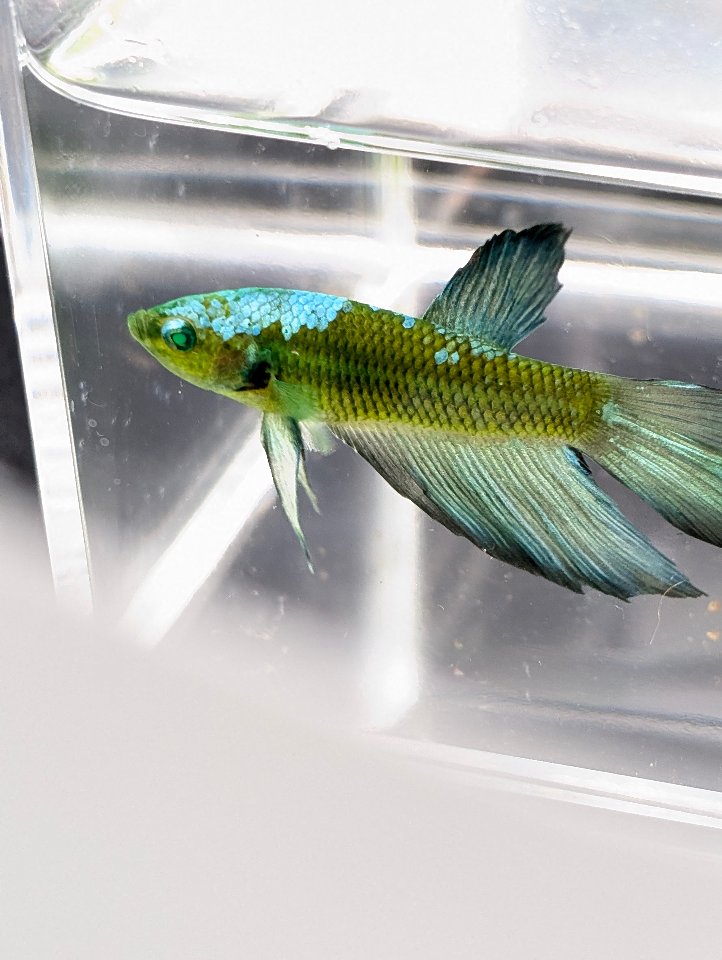 Halfmoon Green / Blue / Black Green Eyed Hulk Betta Male M0016