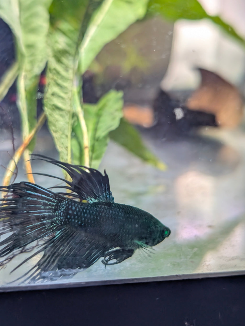 Crown Tail Green Blue Hulk Betta (Male) MC003