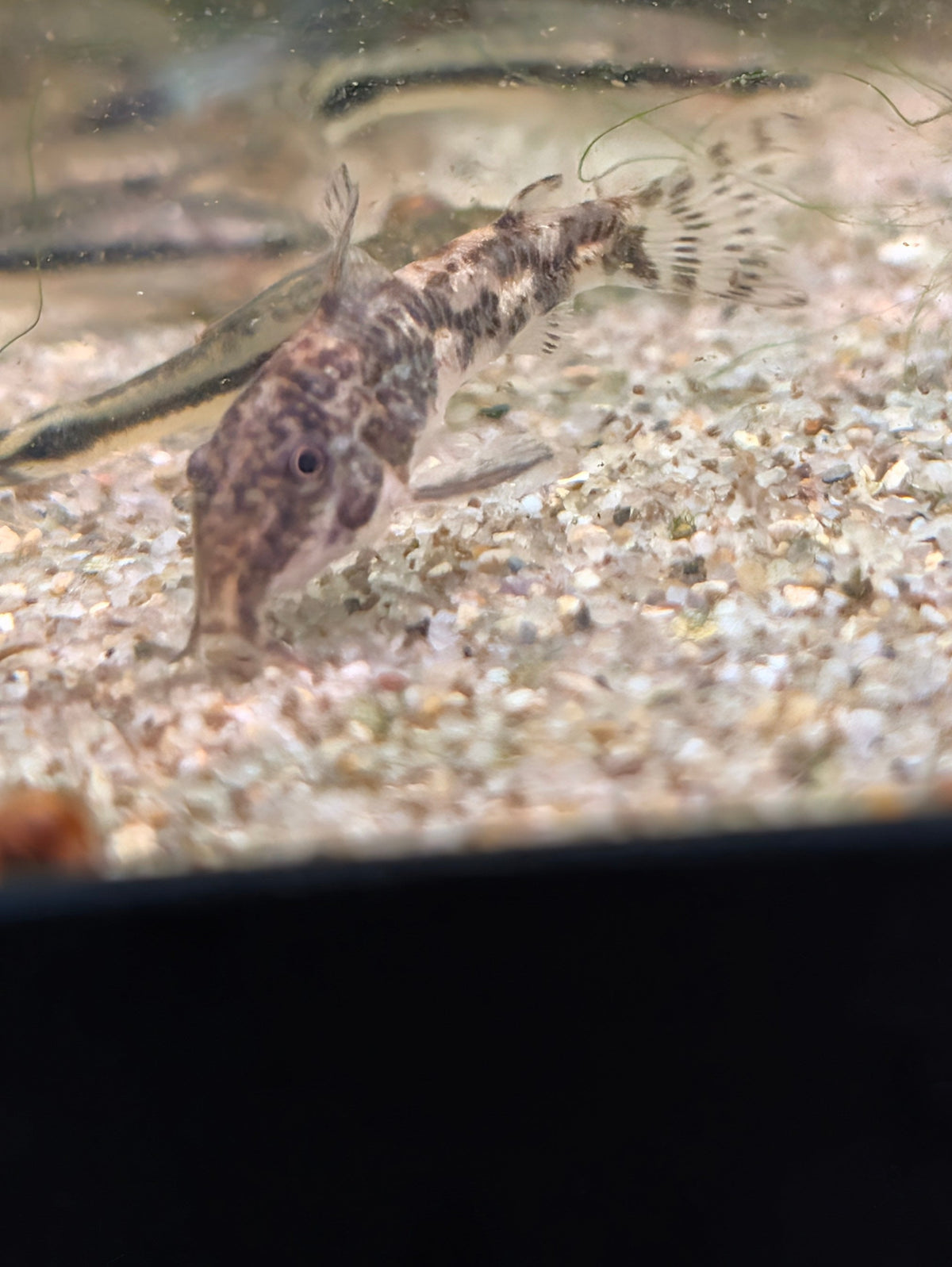 Banded Corydoras Scleromystax sp. Barbatus