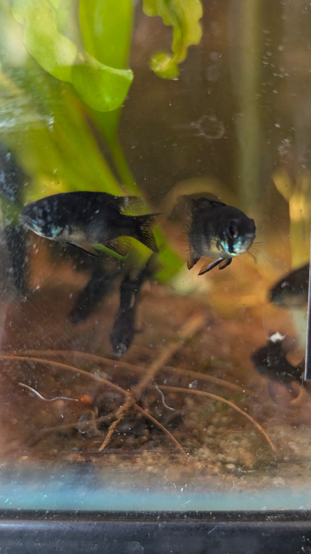 Black German Ram