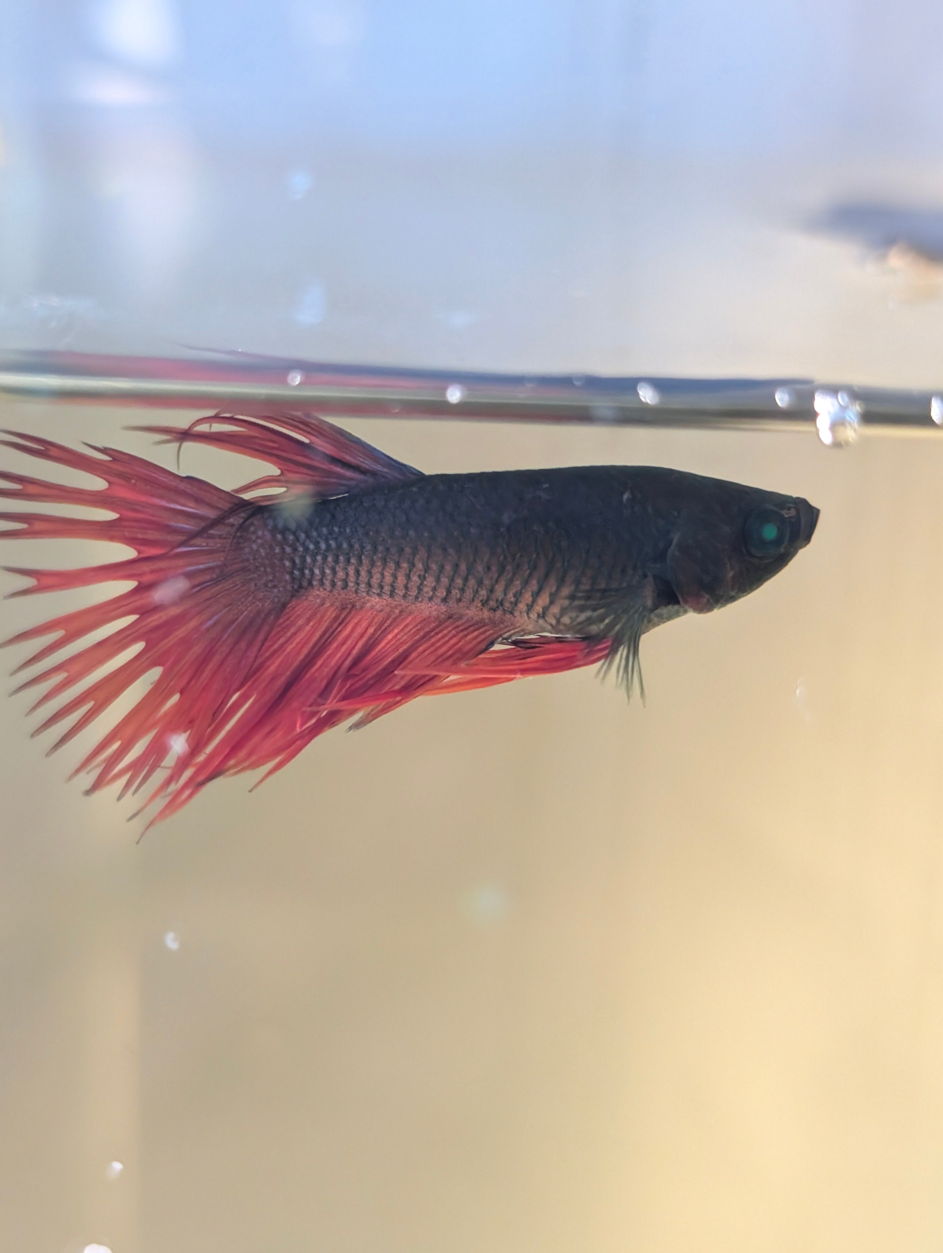 Crown Tail Green Hulk Betta Male M0008