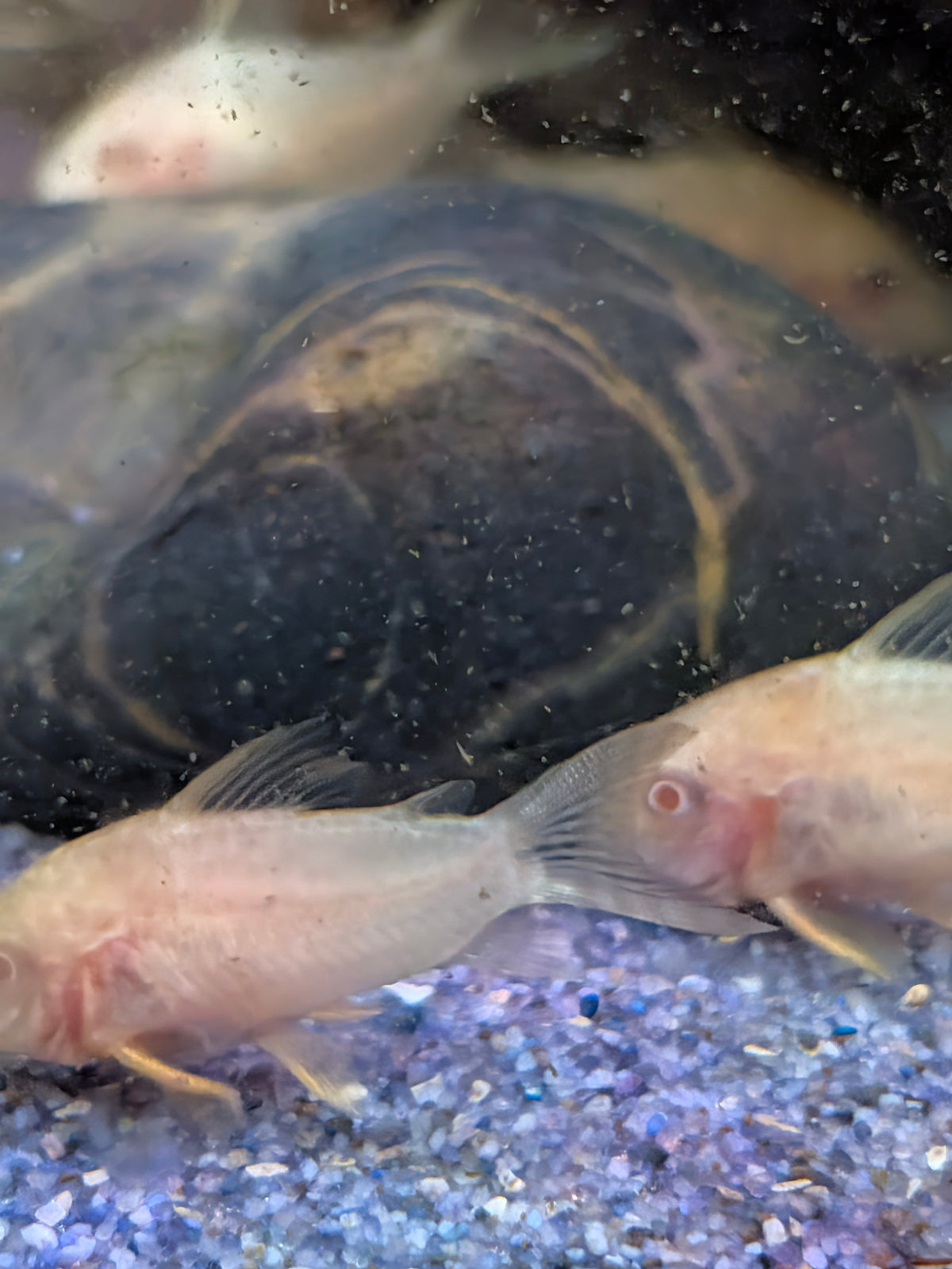 Albino Sterbai Corydoras