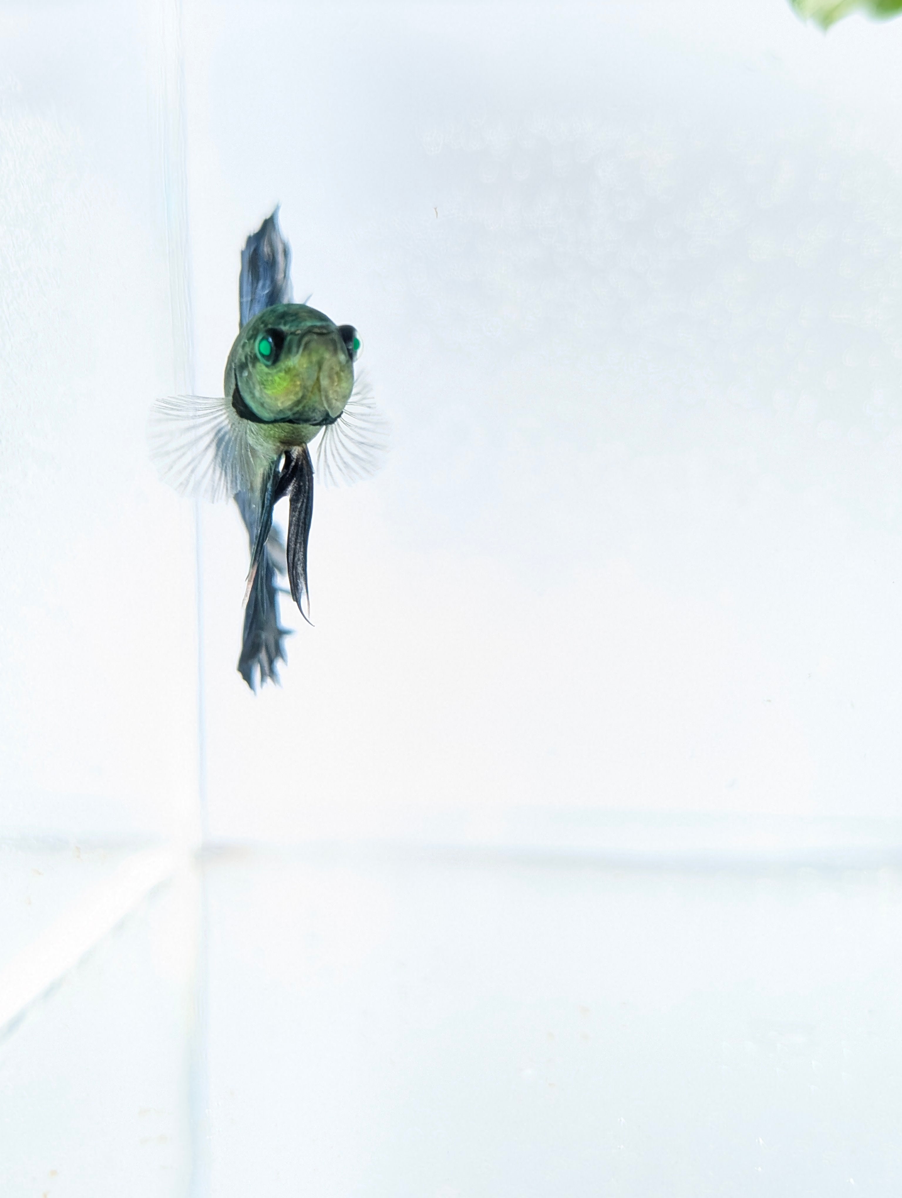Halfmoon Green / Blue / Black Green Eyed Hulk Betta Male M0017