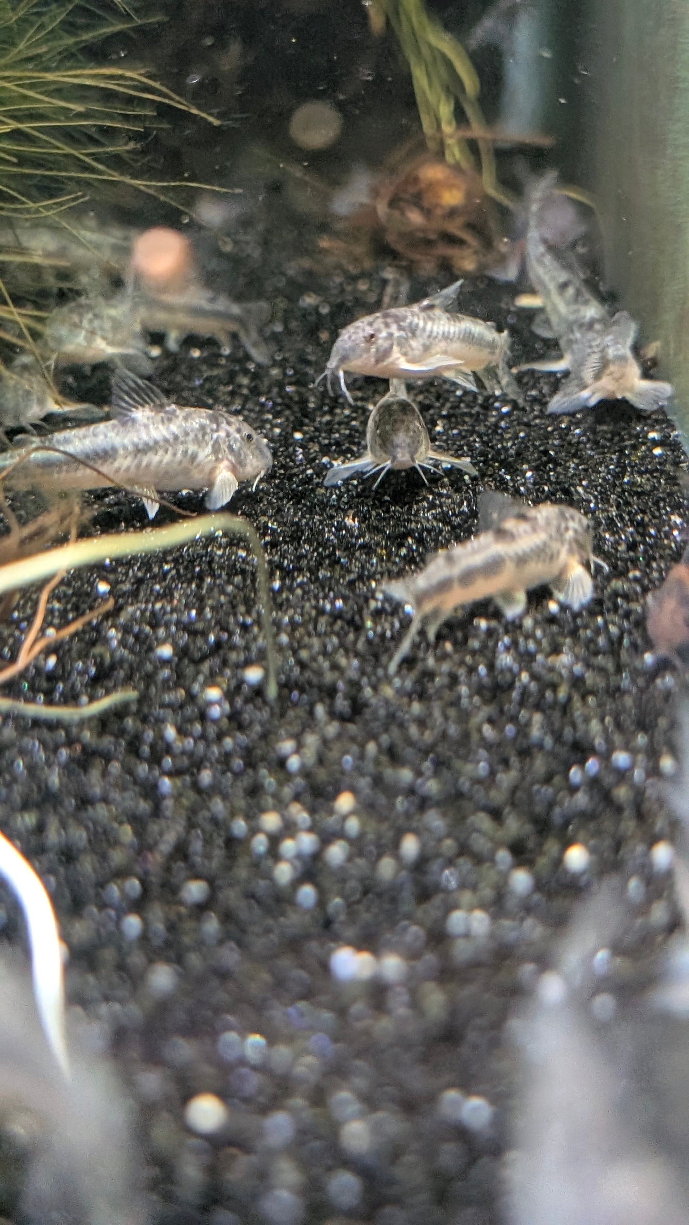 Aspidoras Raimundi