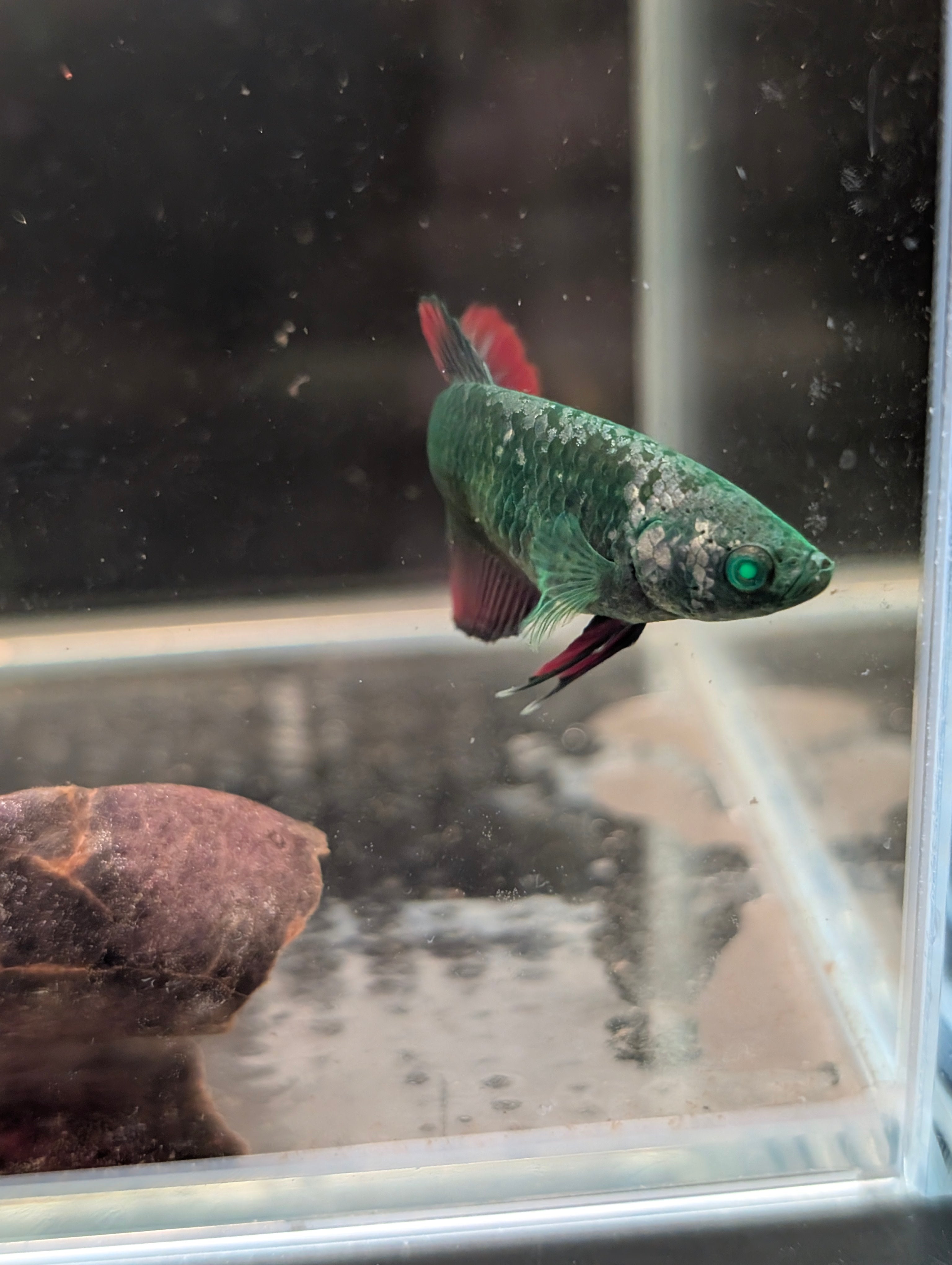 Plakat Green / Red Green Eyed Hulk Betta Female F0003