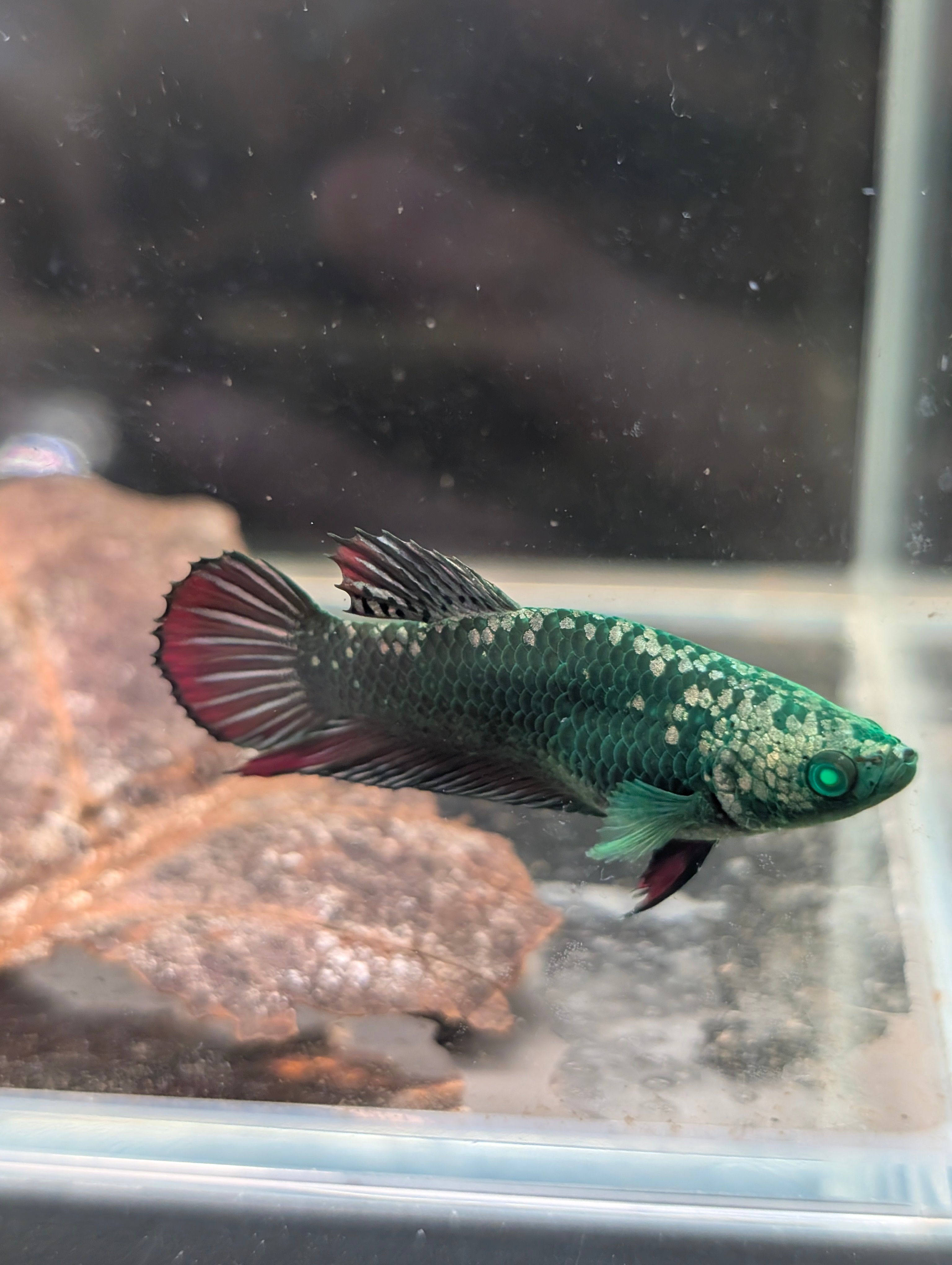 Plakat Green / Red Green Eyed Hulk Betta Female F0004