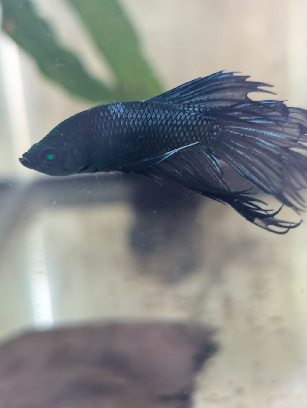 Crown Tail Green Hulk Betta Male M0005