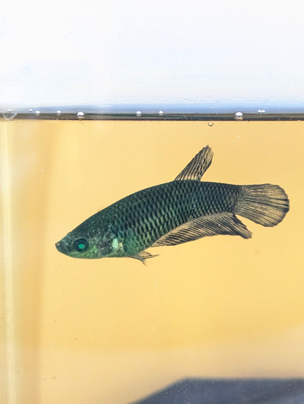 Plakat Green Eye Hulk Female F0009