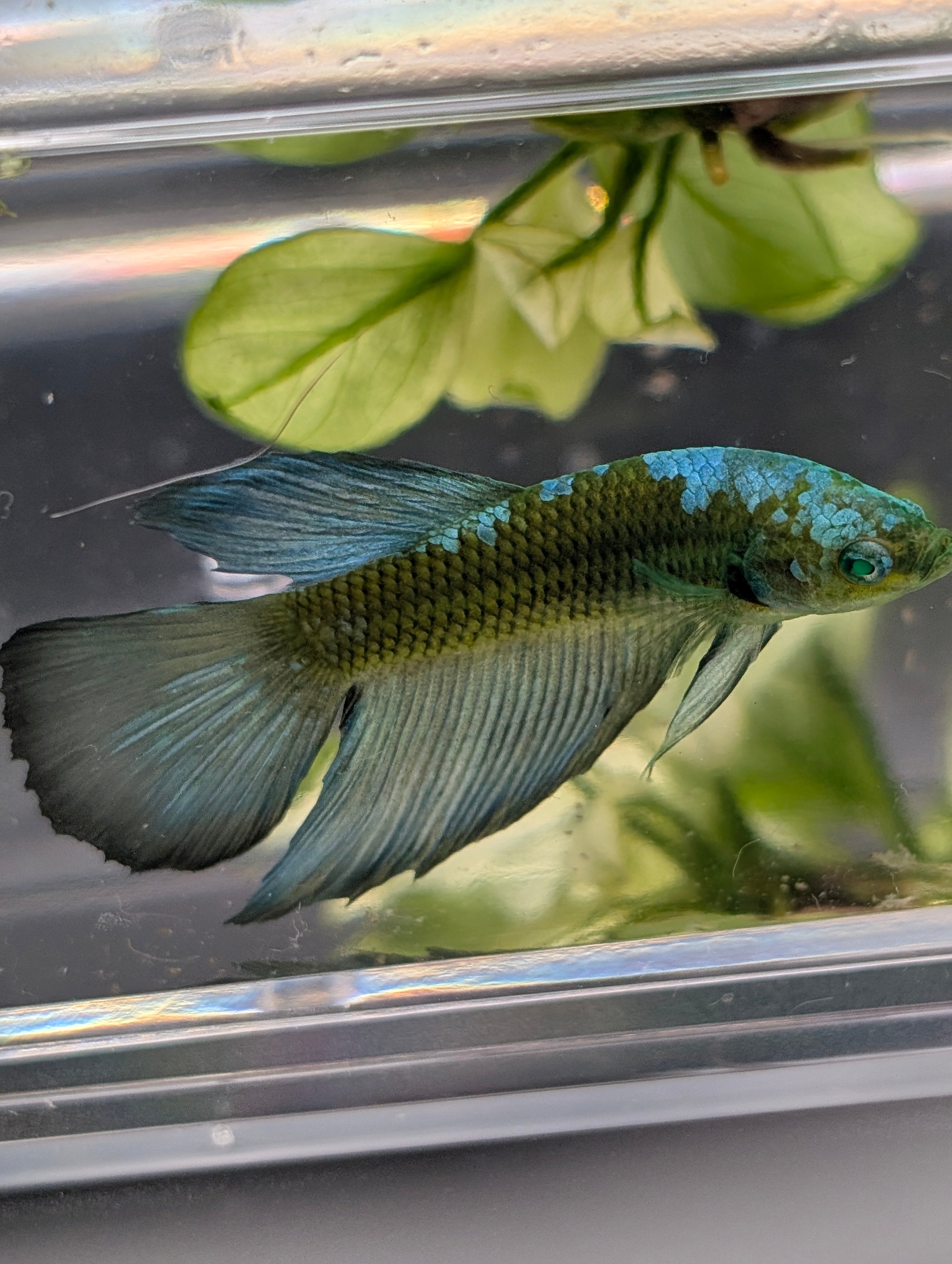 Halfmoon Green / Blue / Black Green Eyed Hulk Betta Male M0016